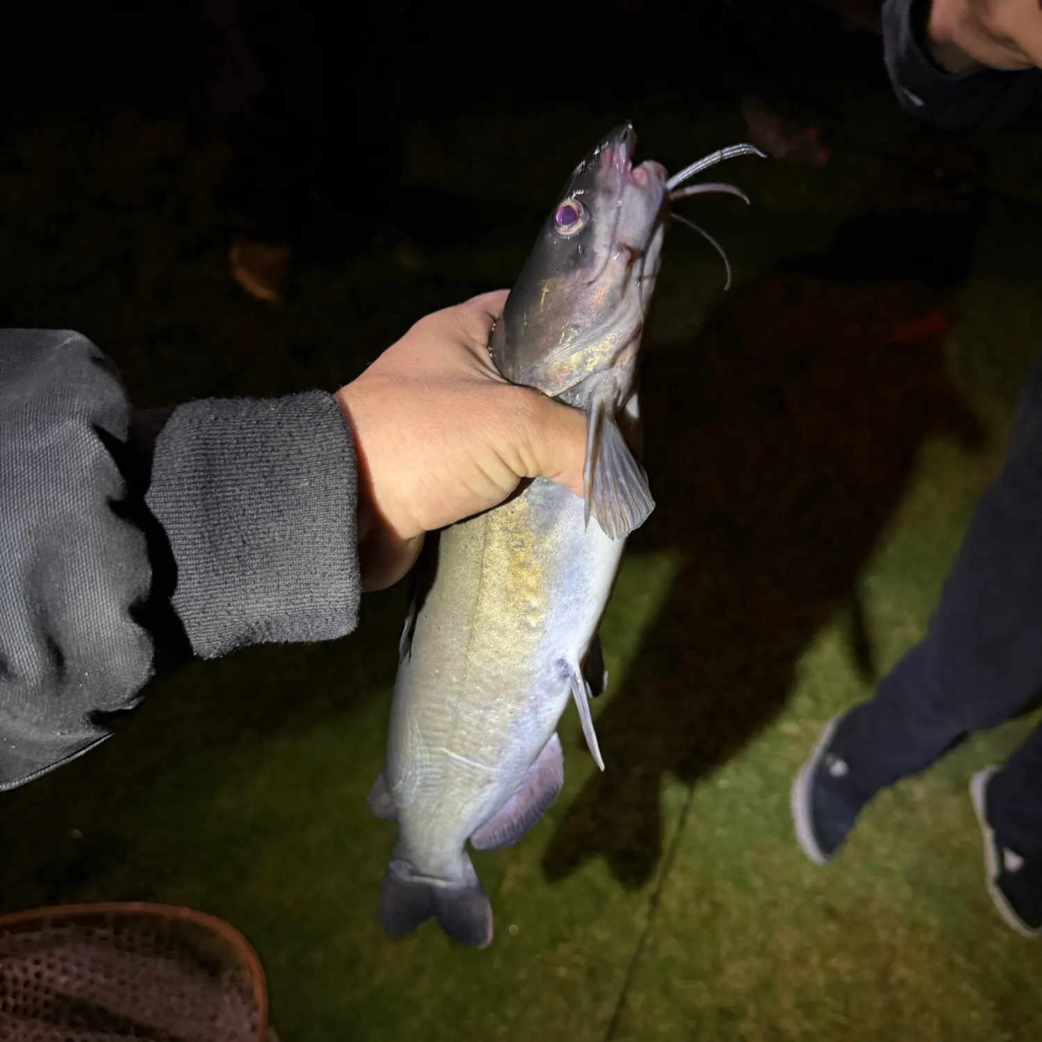 Channel catfish caught on Fishbrain