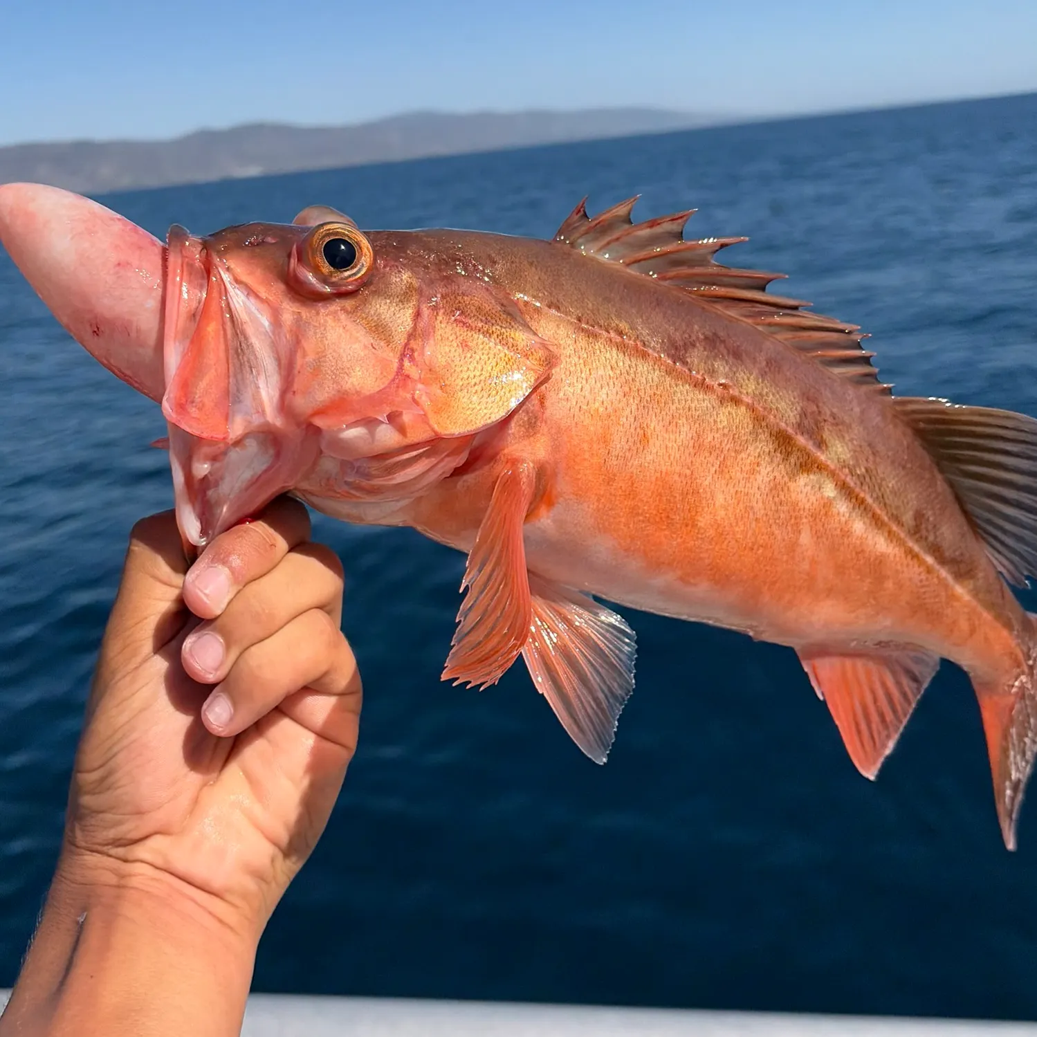 Bocaccio rockfish caught on Fishbrain