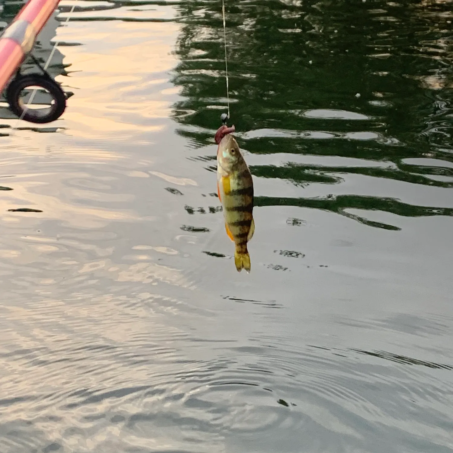 Yellow perch caught on Fishbrain