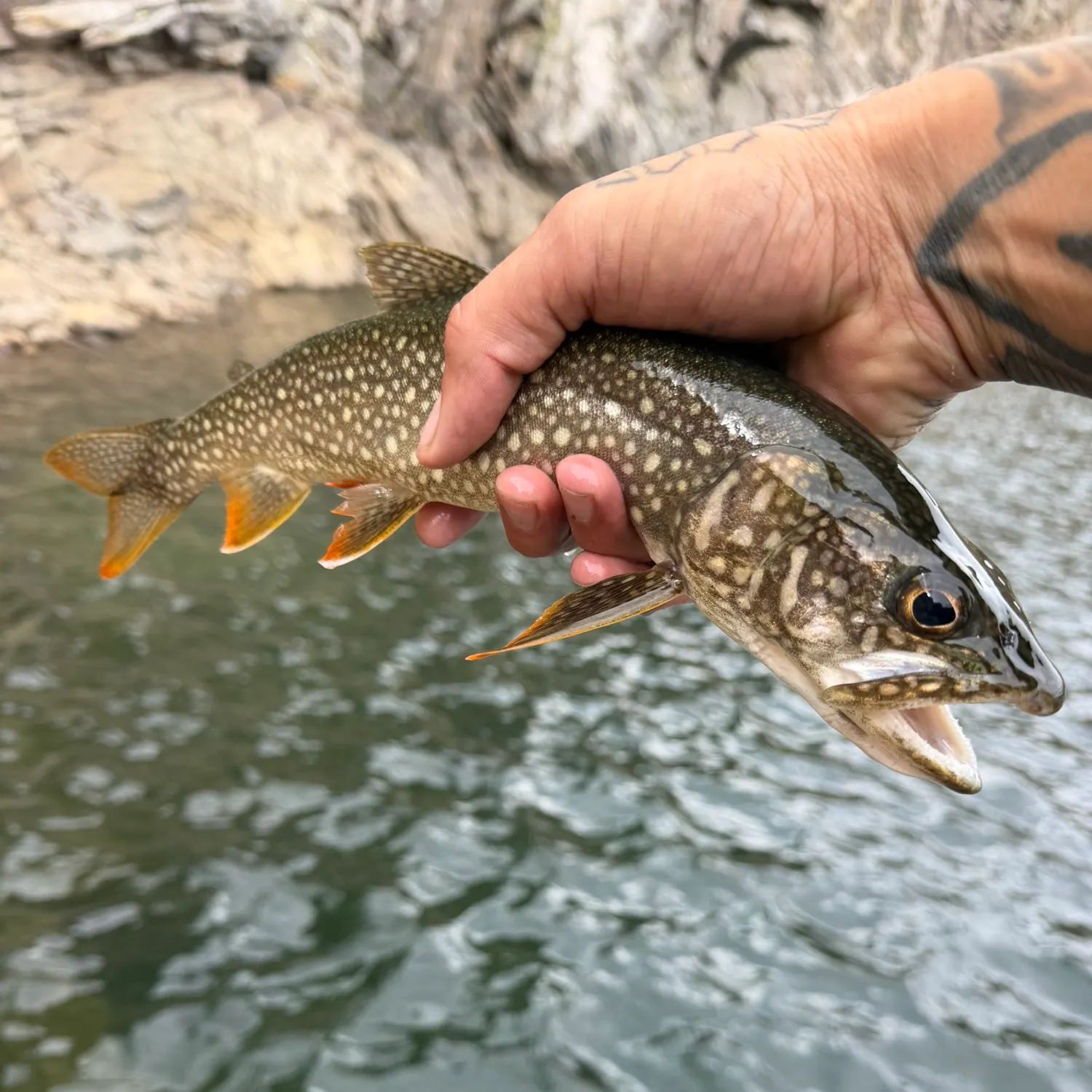 Lake char caught on Fishbrain