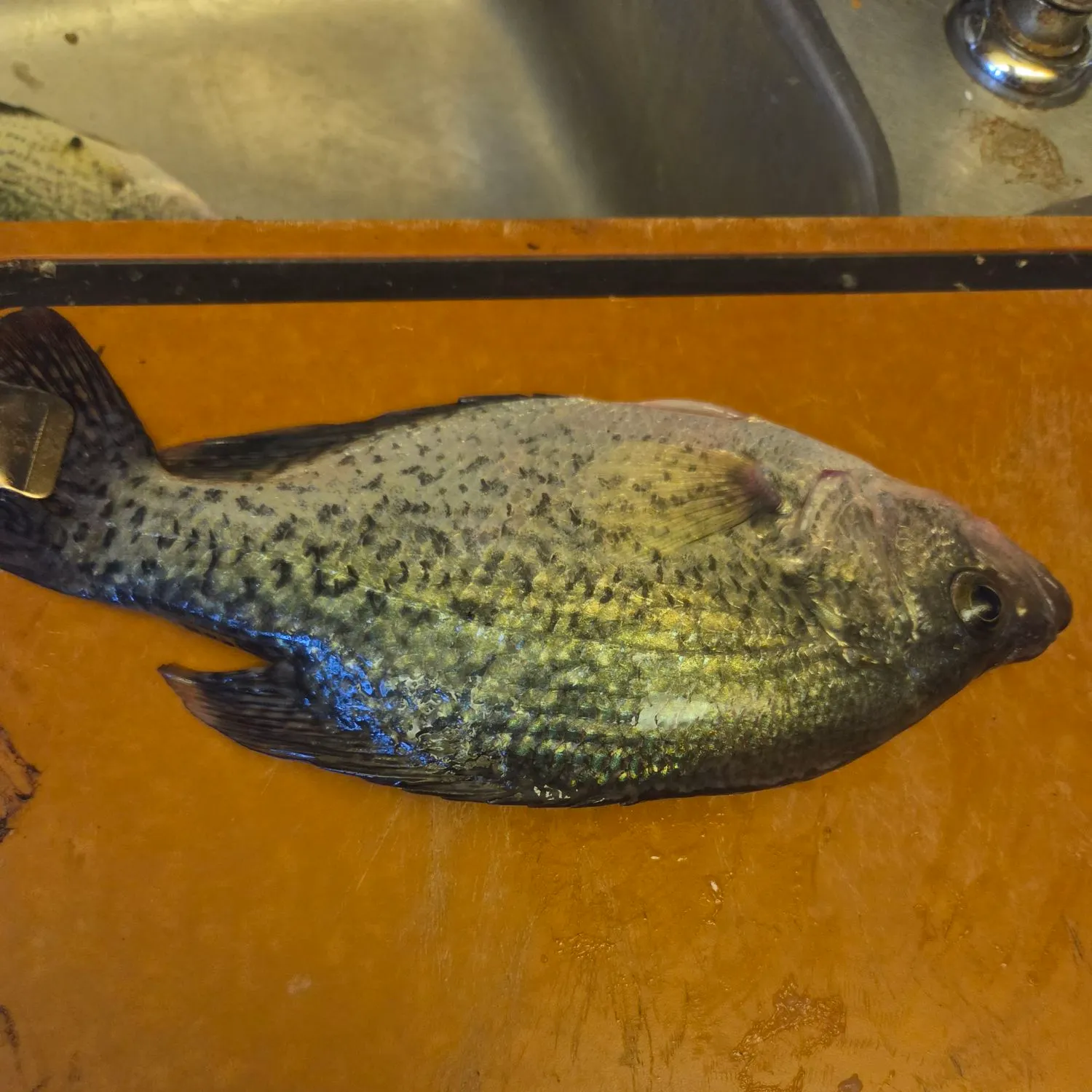 White crappie caught on Fishbrain