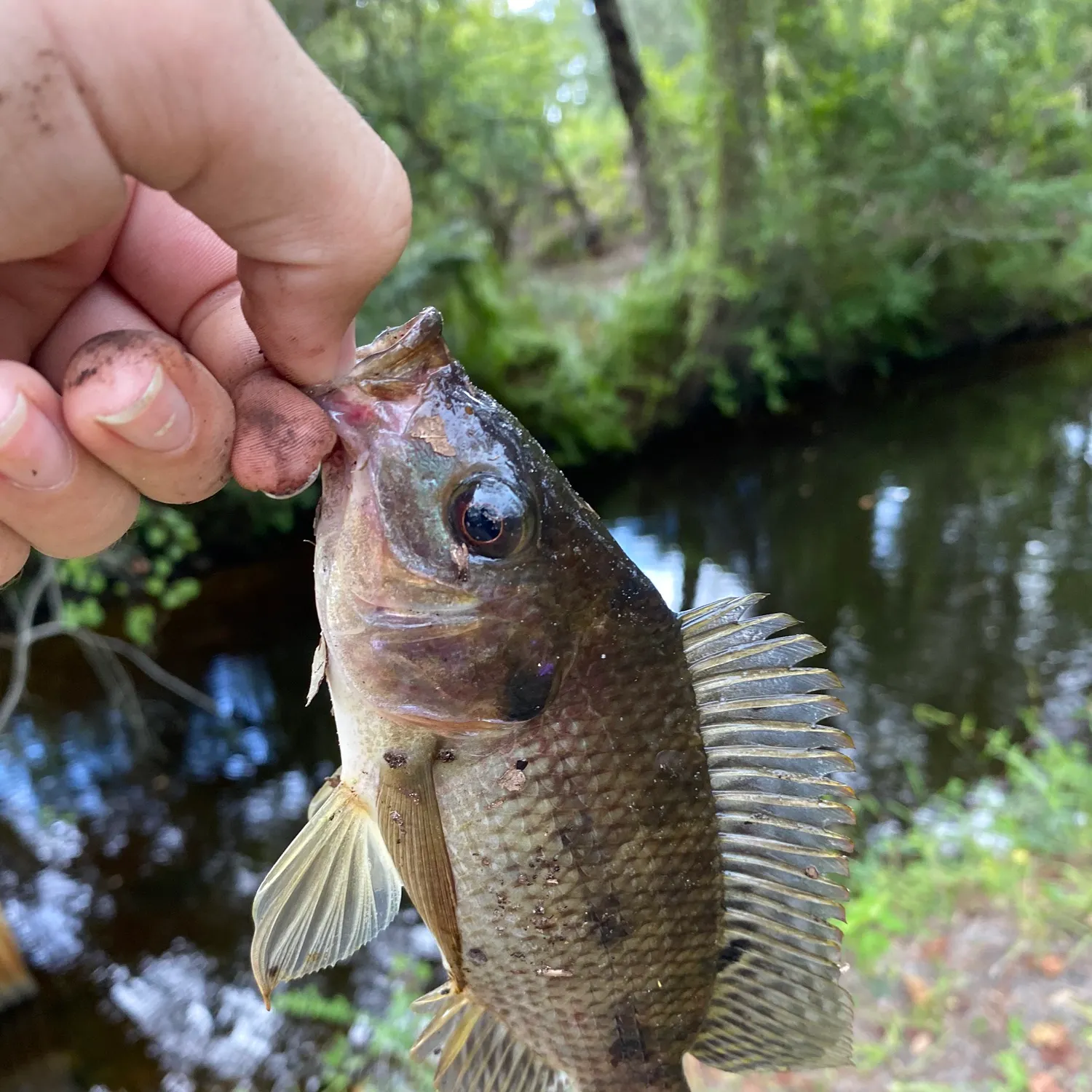 Nile tilapia caught on Fishbrain