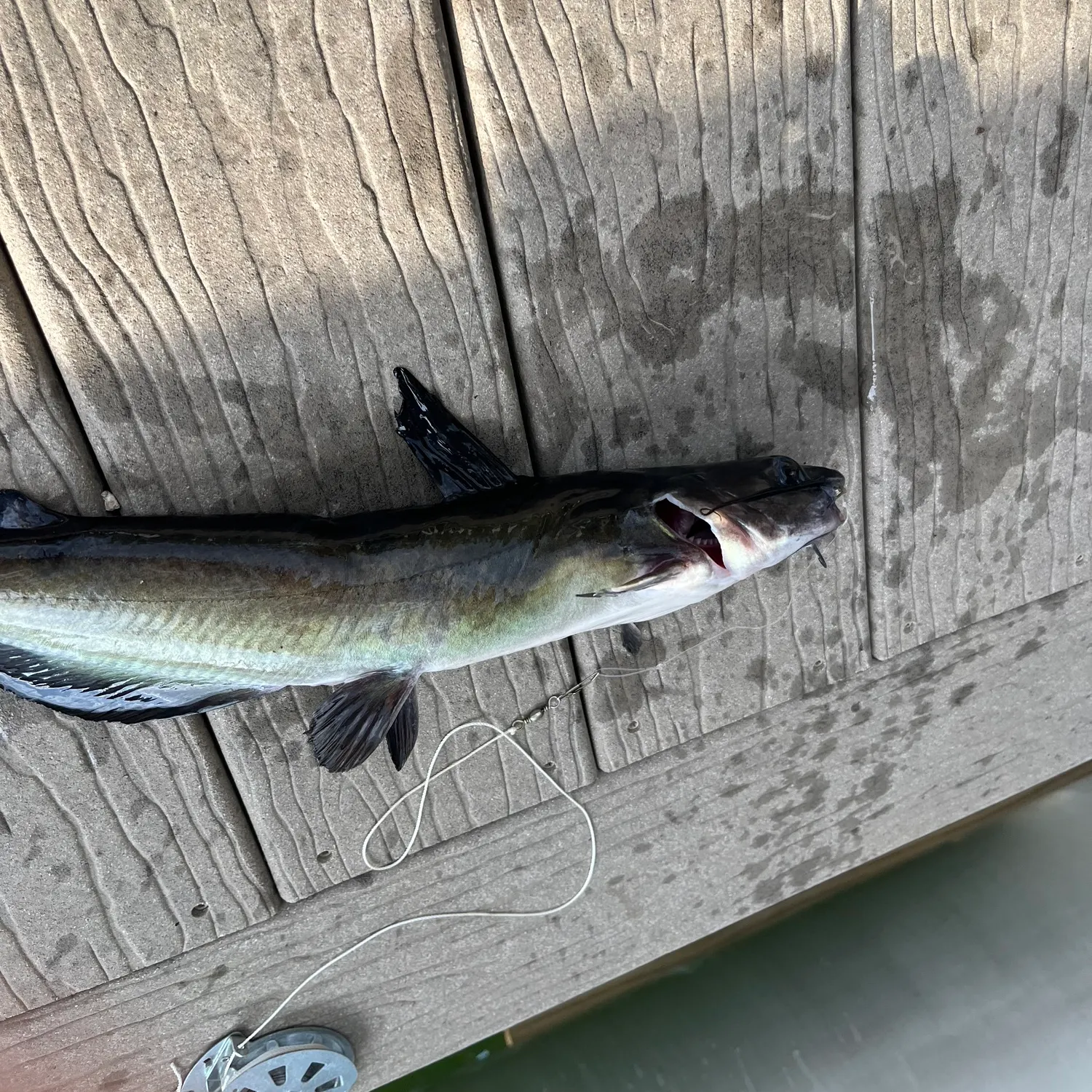 Channel catfish caught on Fishbrain