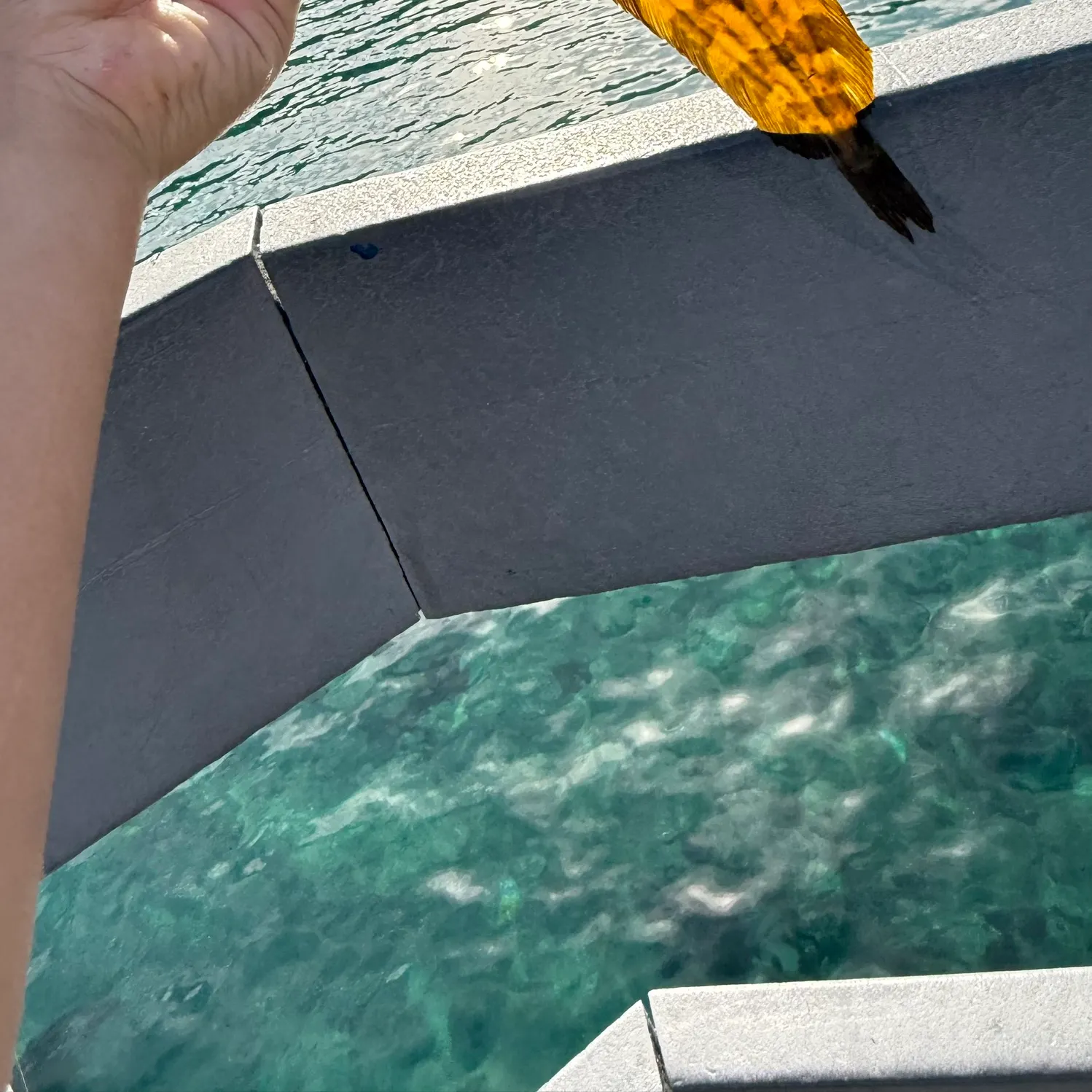 The most recent Giant kelpfish catches on Fishbrain