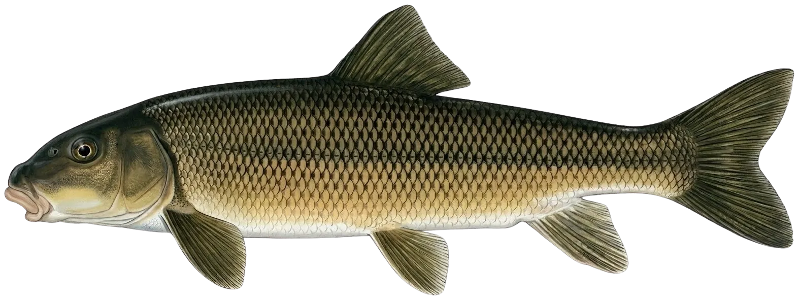 Largescale sucker