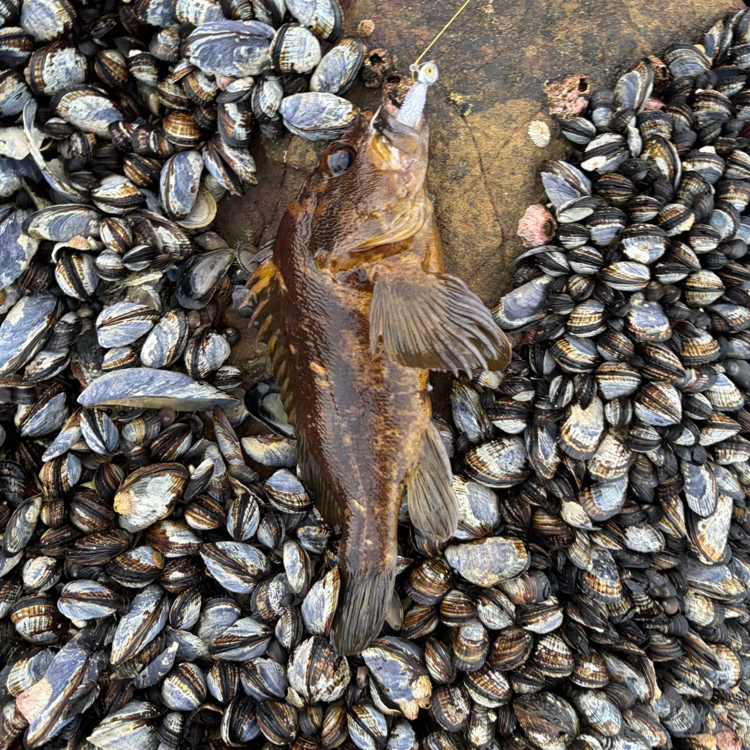 Black and yellow rockfish caught on Fishbrain
