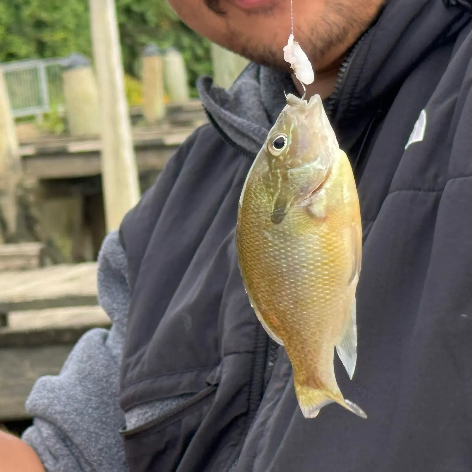 Redbreast sunfish caught on Fishbrain