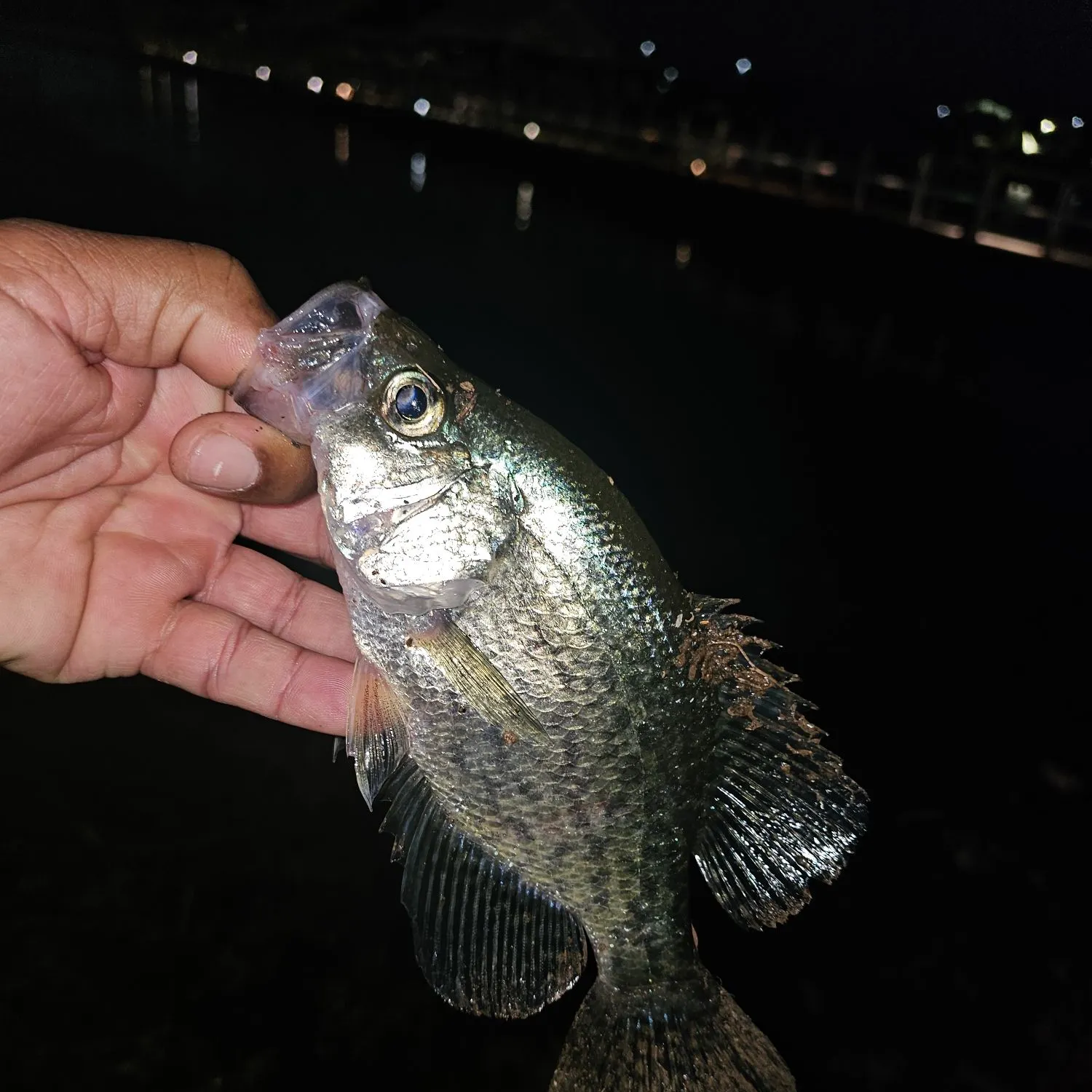 Black crappie caught on Fishbrain