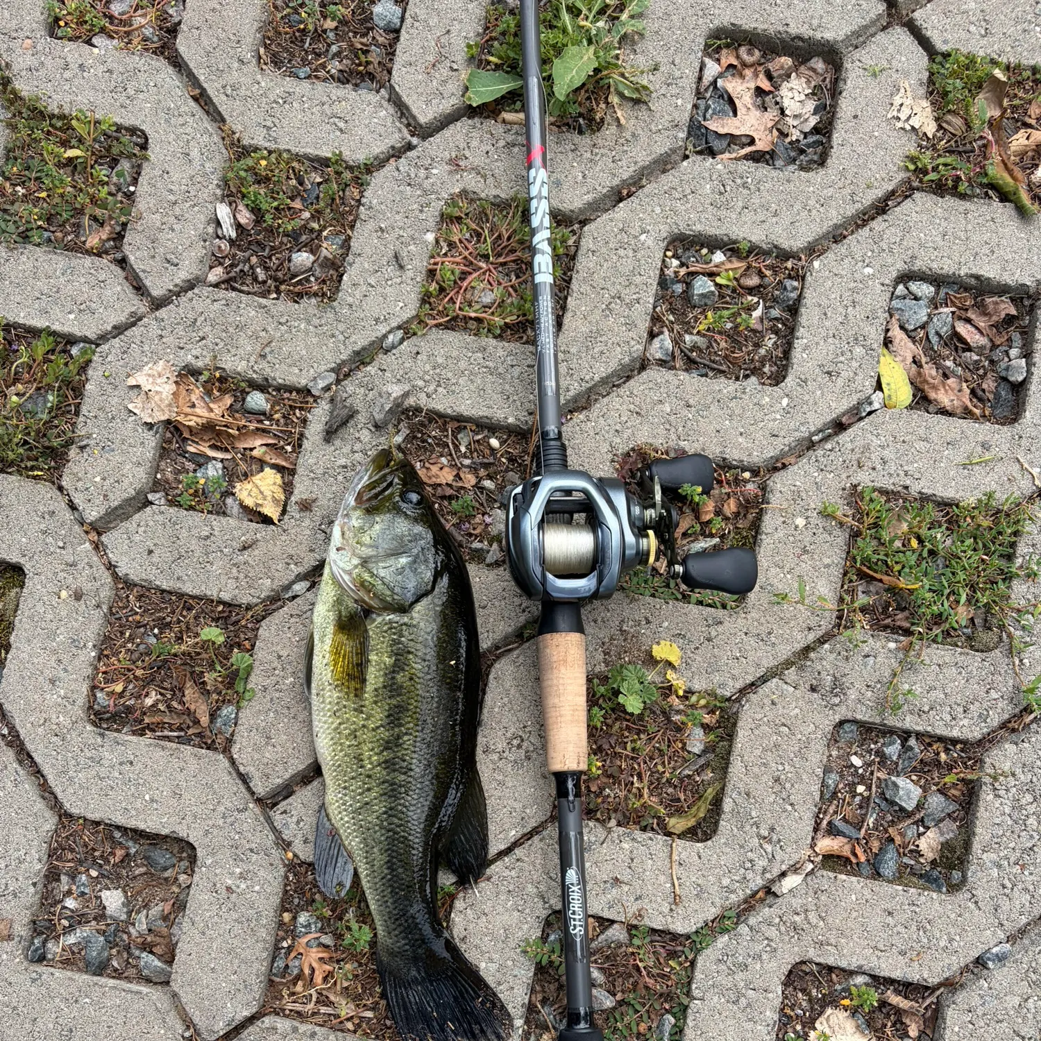 Largemouth bass caught on Fishbrain