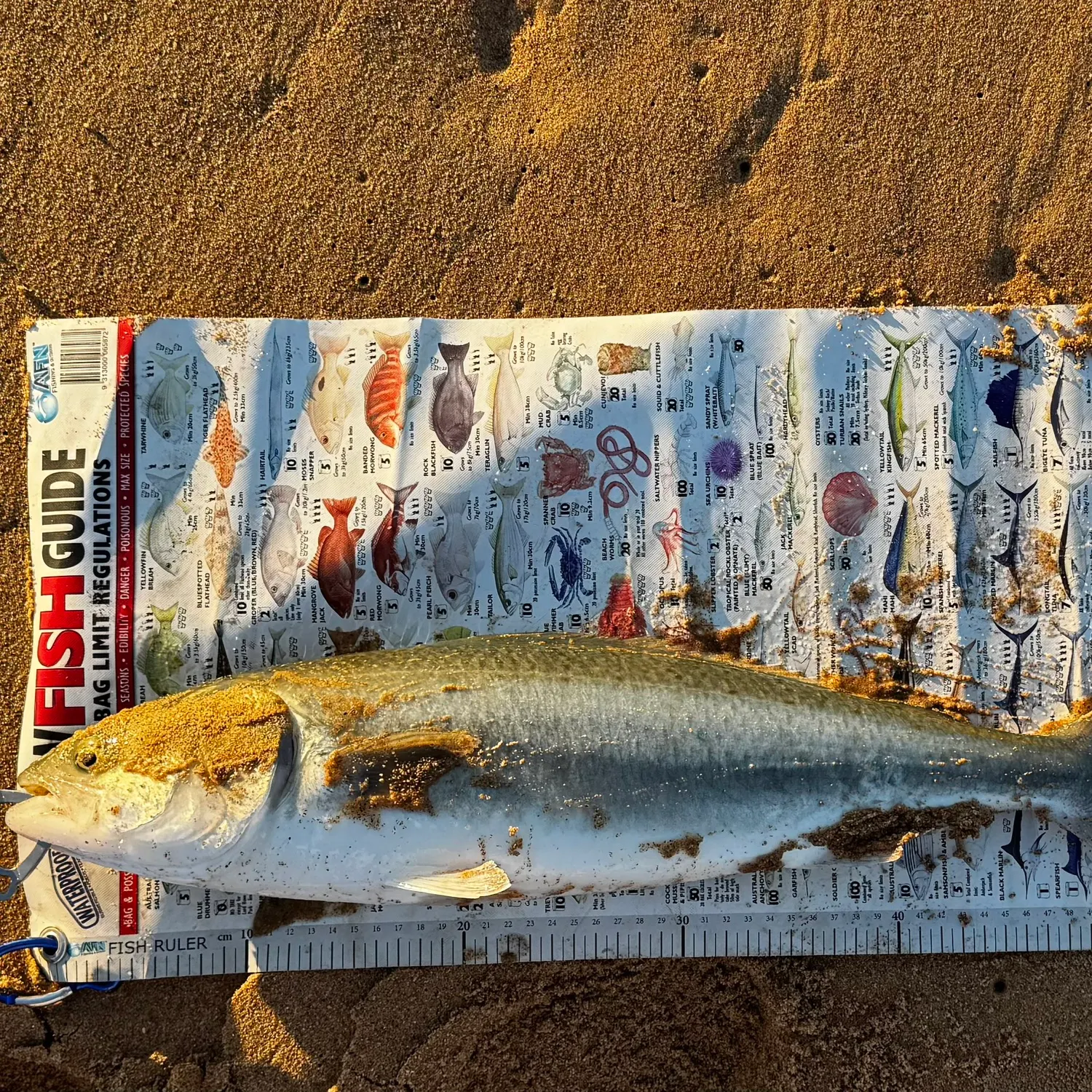 Eastern Australian salmon caught on Fishbrain