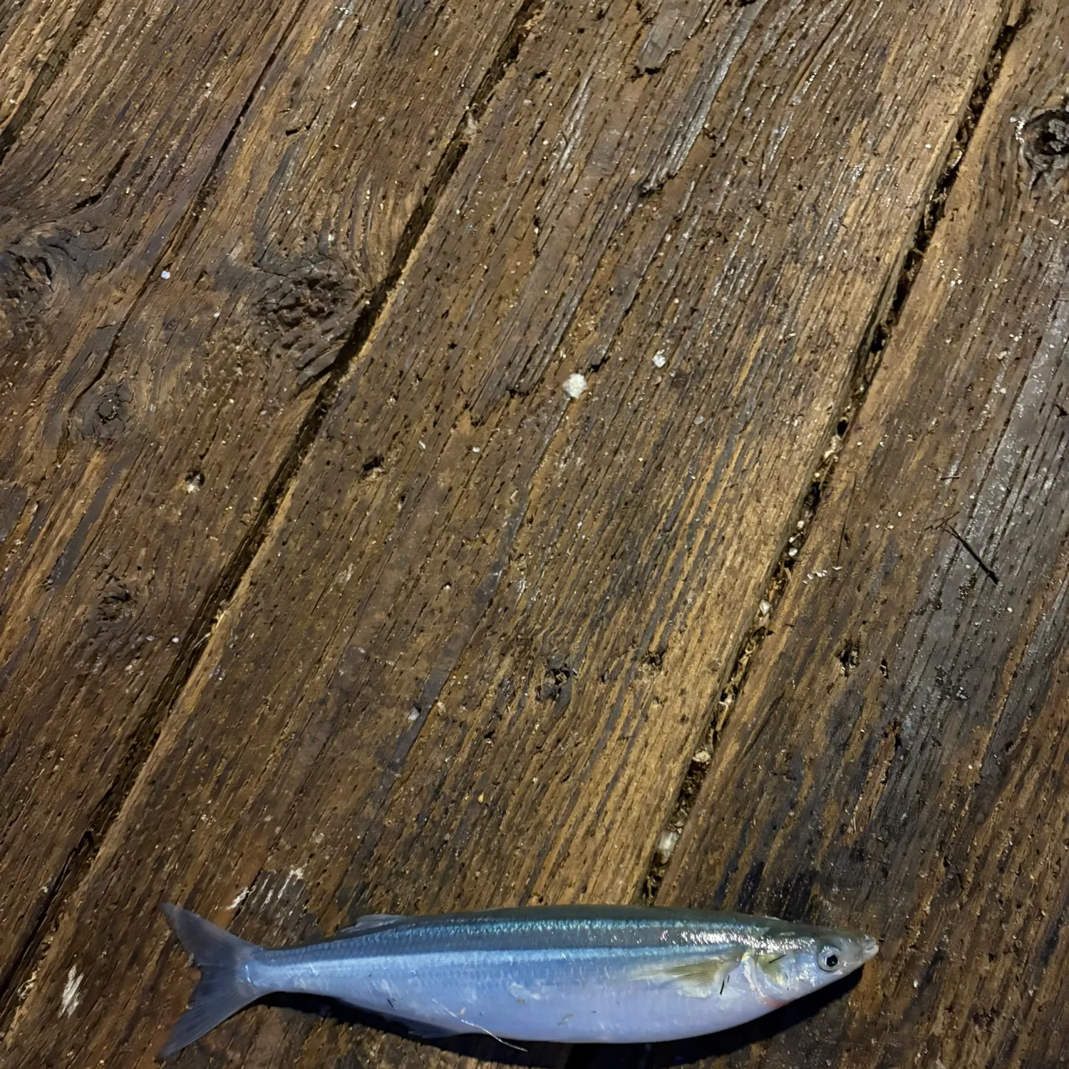 Fish caught on Fishbrain