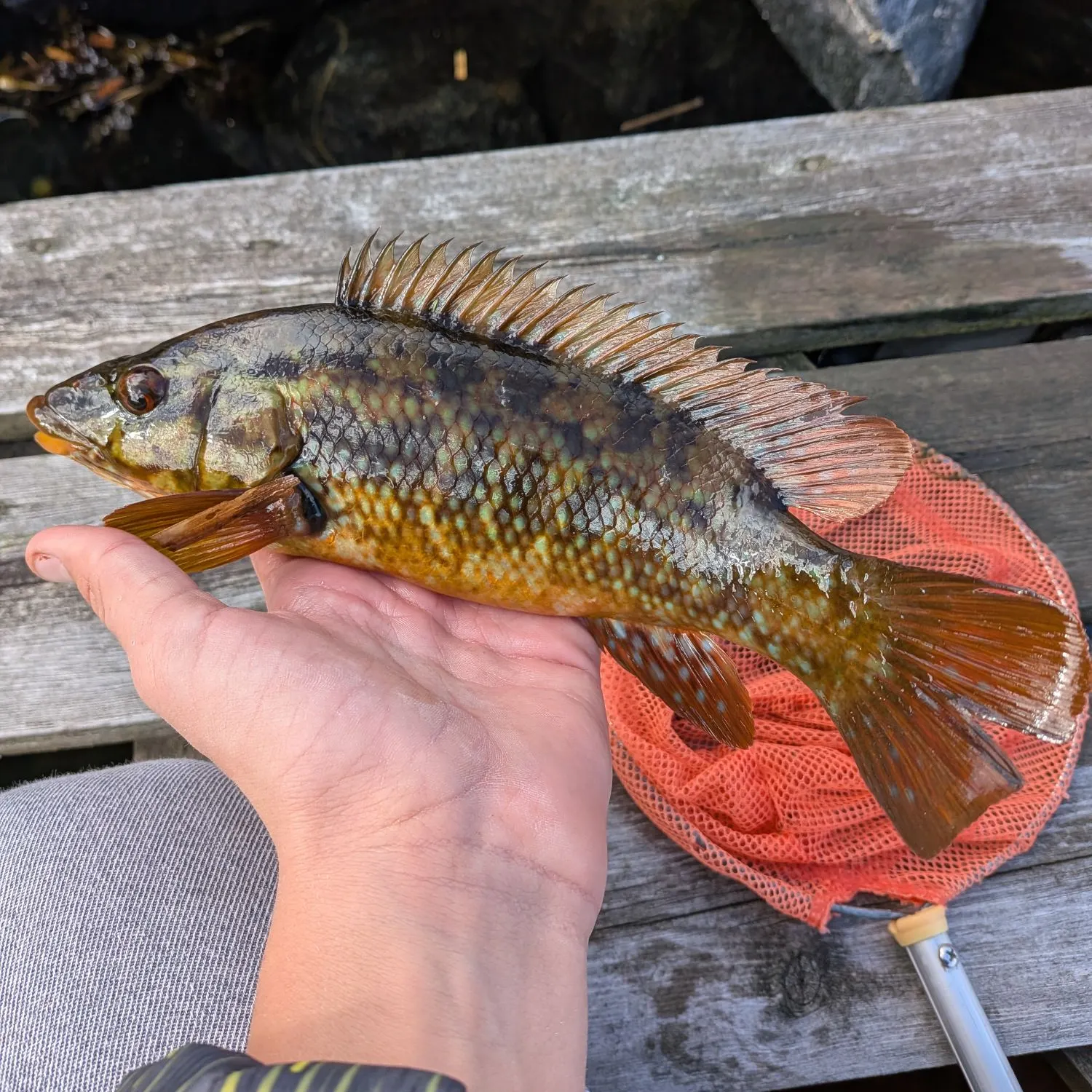 Ballan wrasse caught on Fishbrain