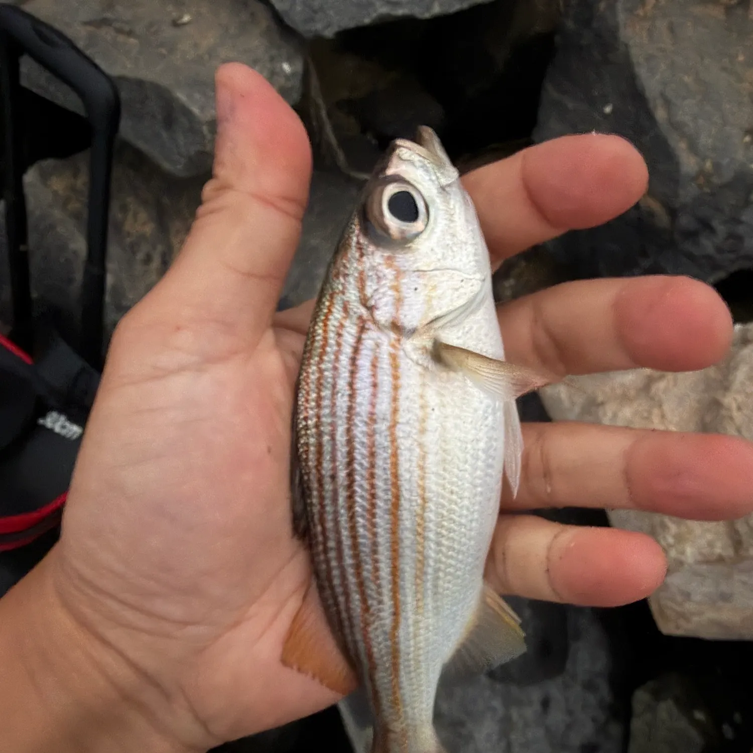 The most recent Californian salema catches on Fishbrain