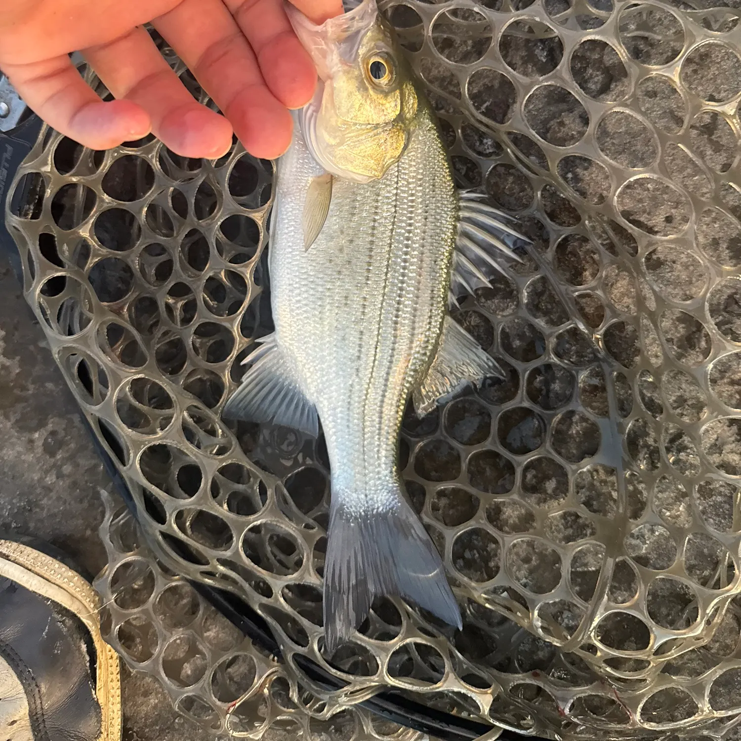White bass caught on Fishbrain