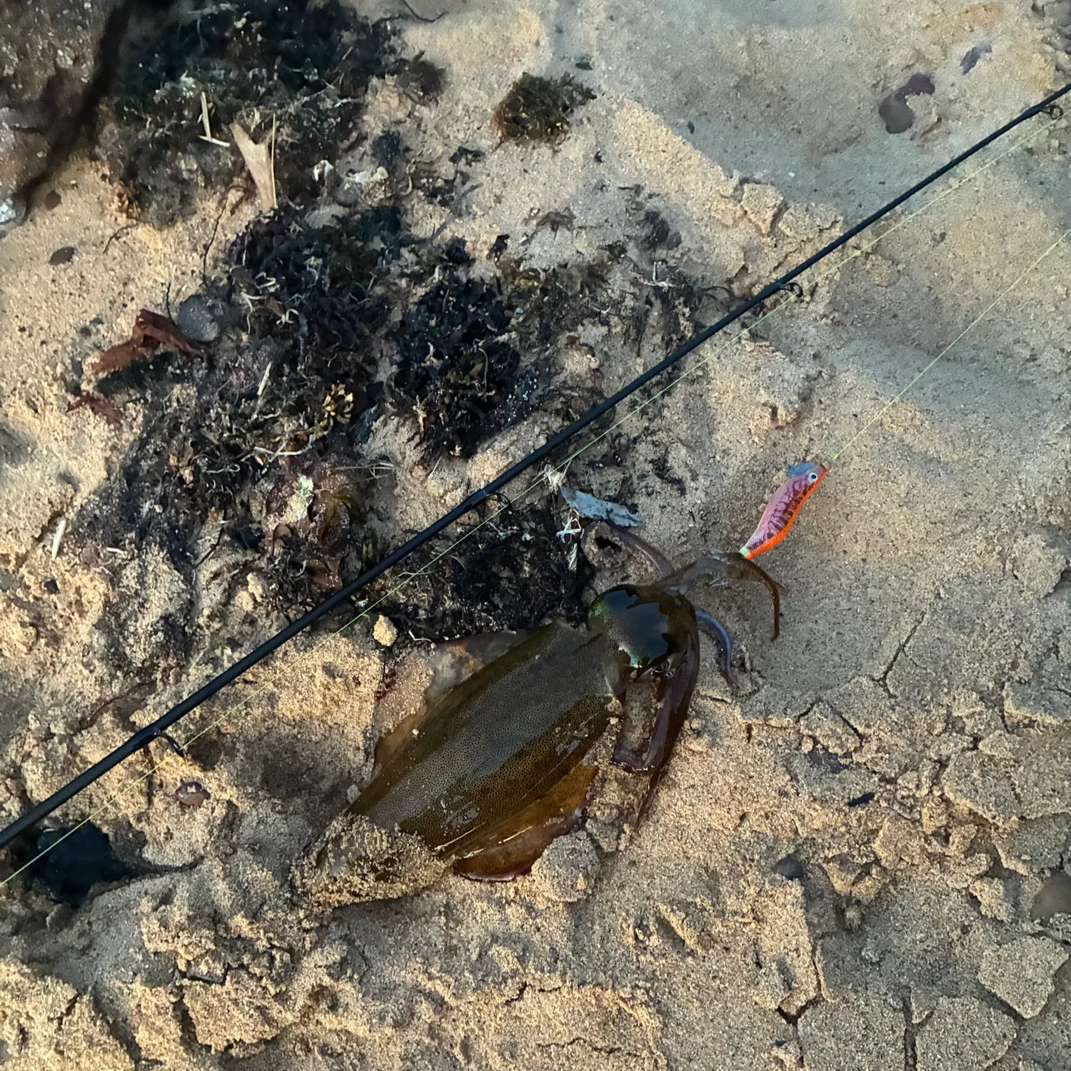 The most recent Southern calamari catches on Fishbrain