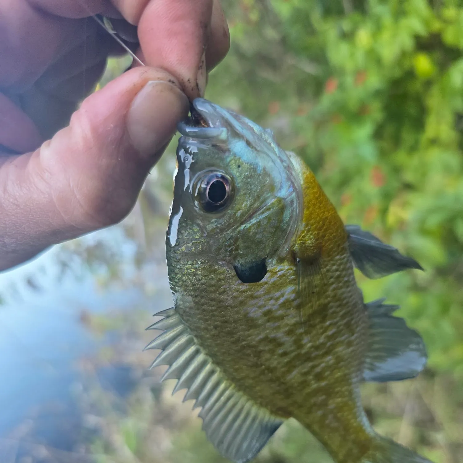 Bluegill caught on Fishbrain