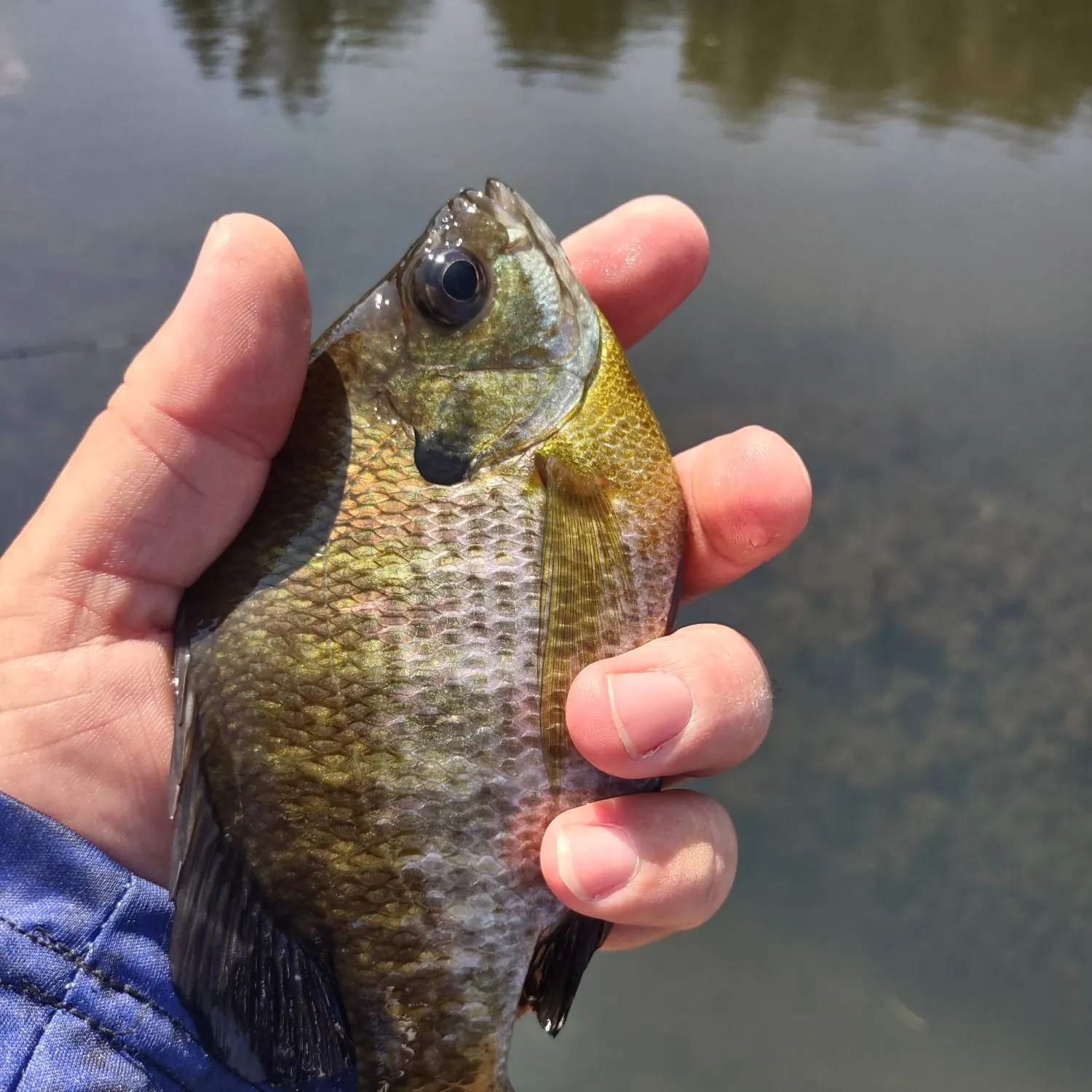 Bluegill caught on Fishbrain