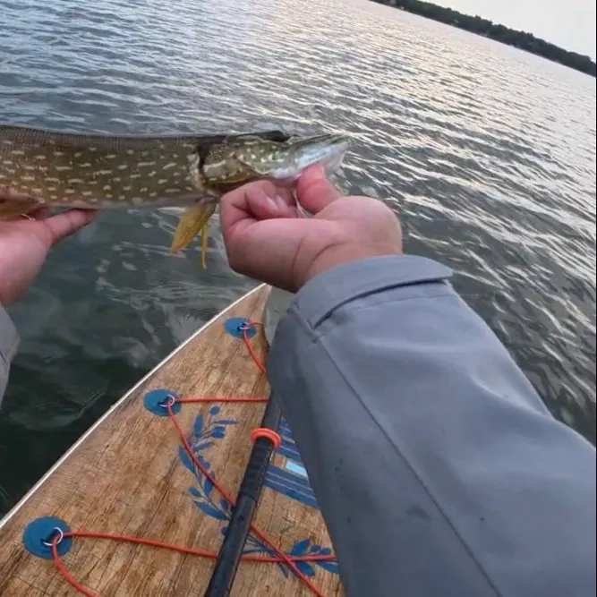 Northern pike caught on Fishbrain