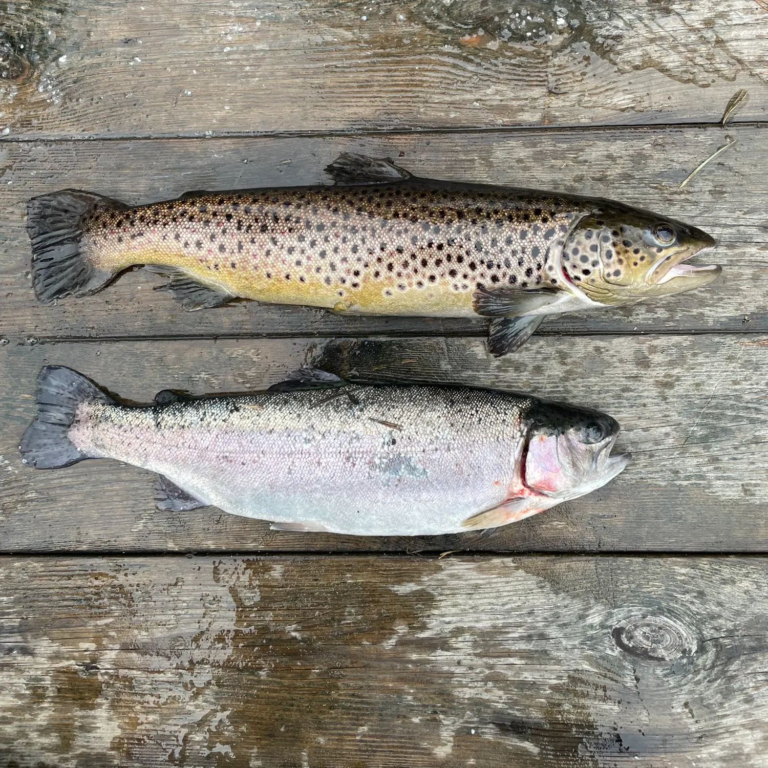 recently logged catches