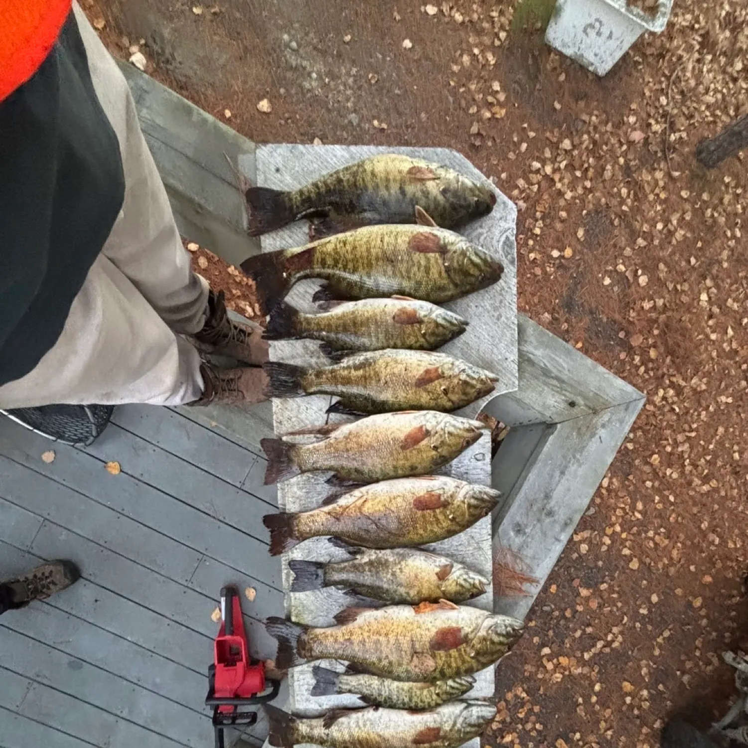 recently logged catches