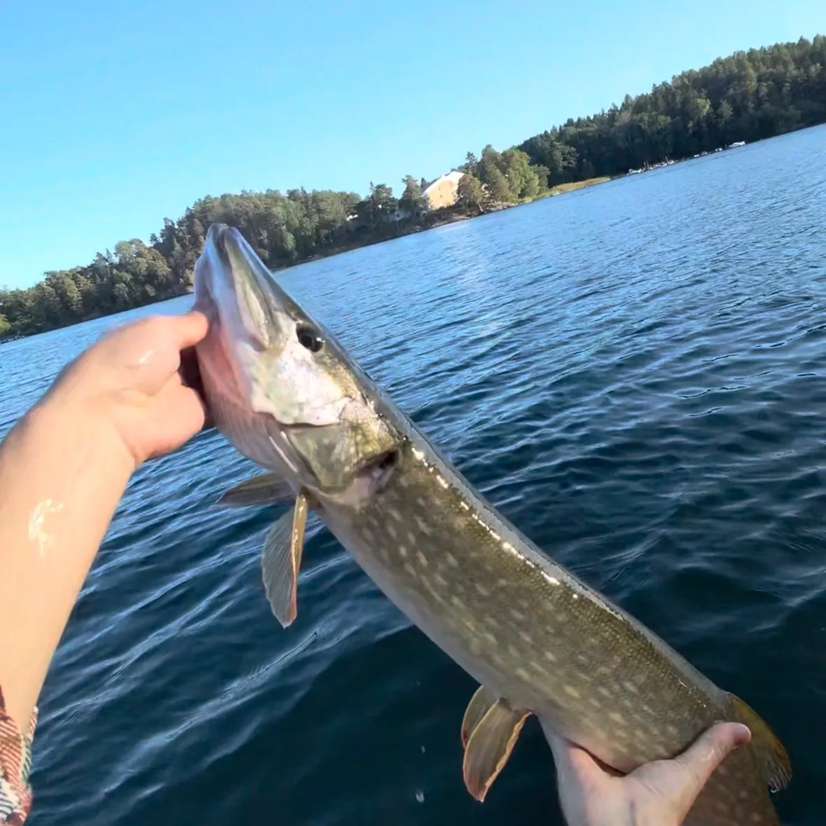 Northern pike caught on Fishbrain