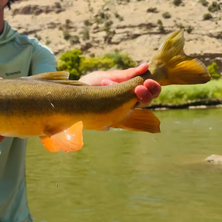 The most recent Flannelmouth sucker catches on Fishbrain