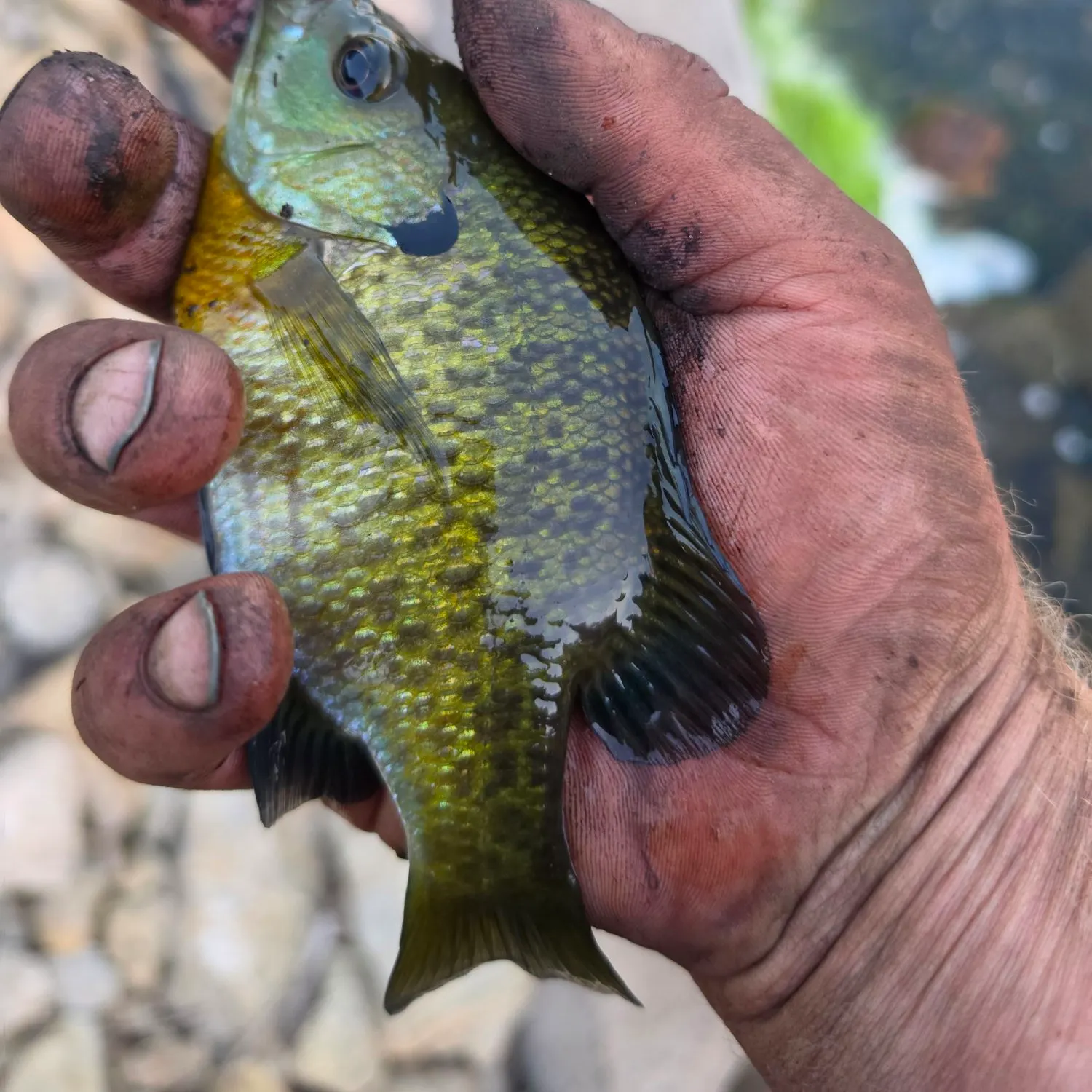 Bluegill caught on Fishbrain