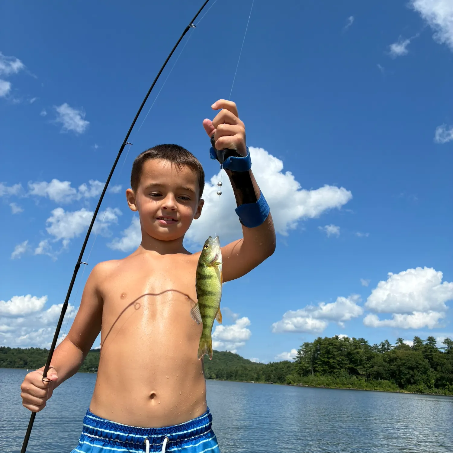 Yellow perch caught on Fishbrain