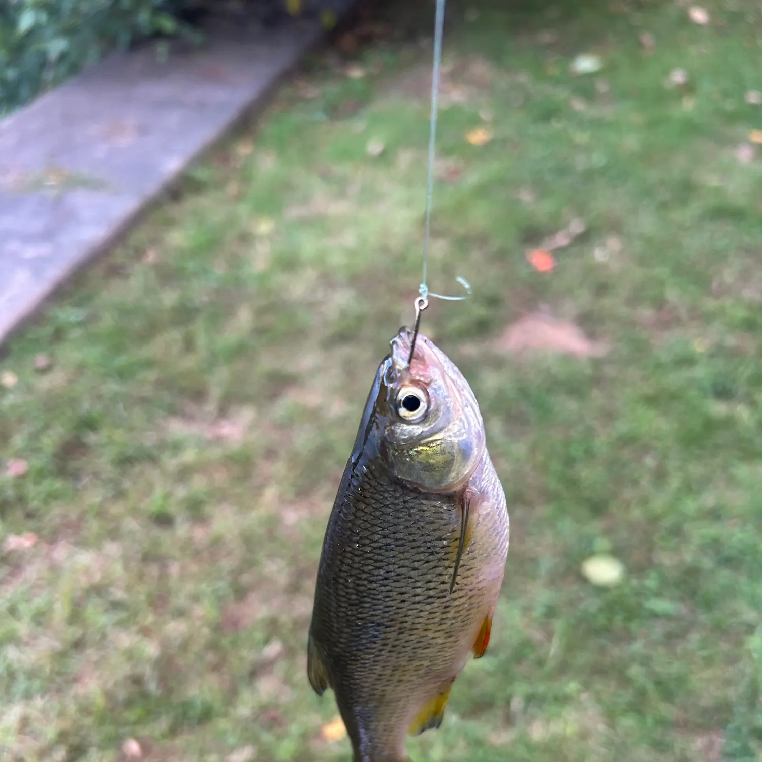 Golden shiner caught on Fishbrain