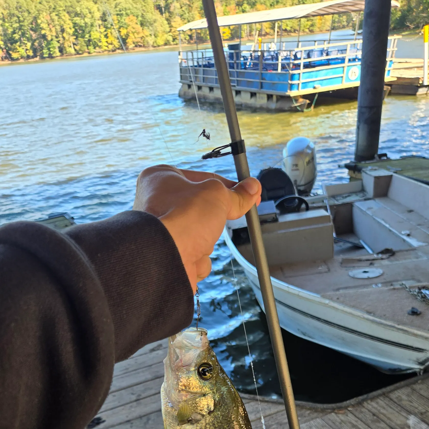 Black crappie caught on Fishbrain