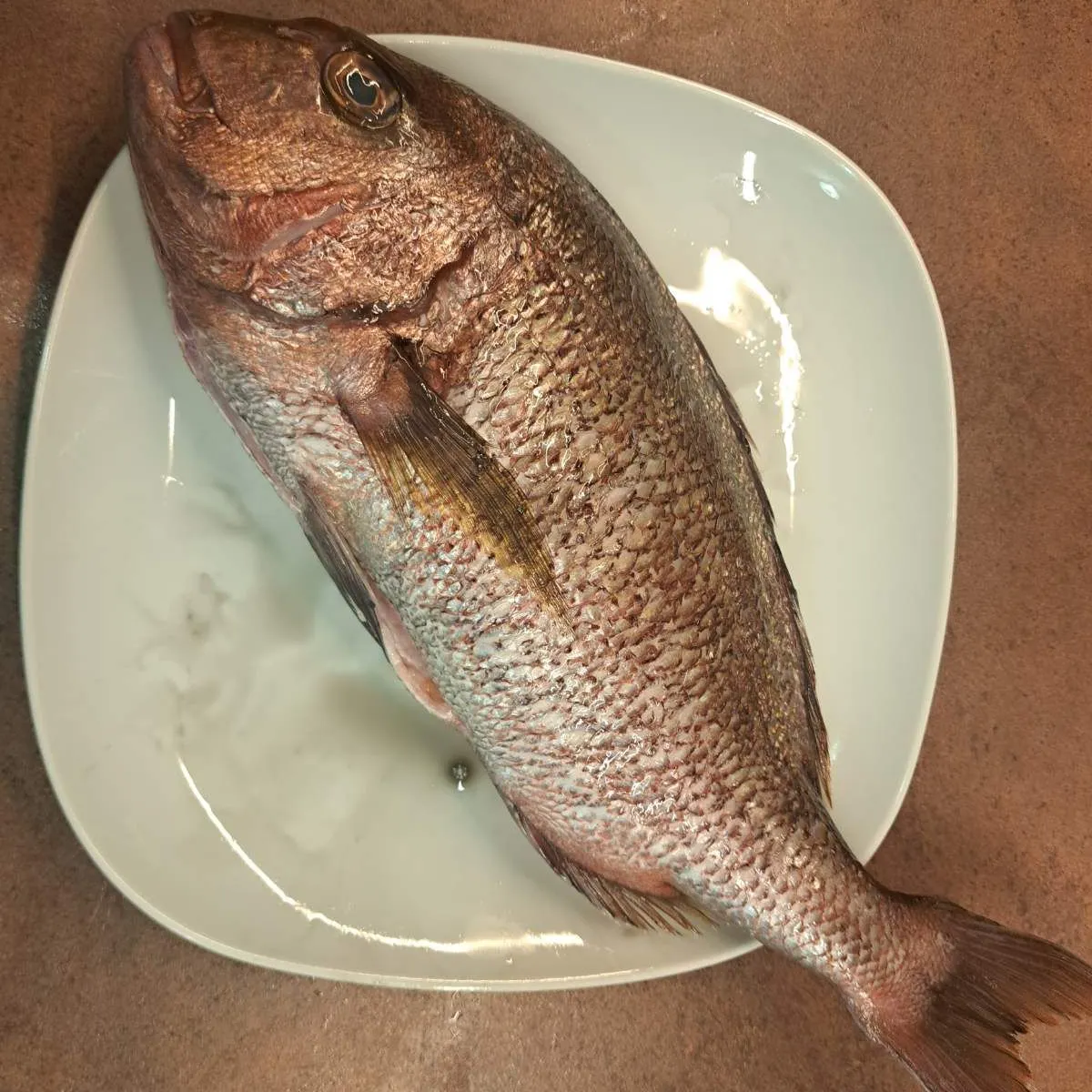 Fish caught on Fishbrain