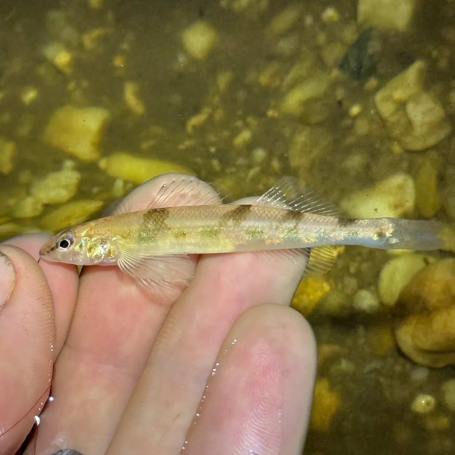 The most recent Saddleback darter catches on Fishbrain