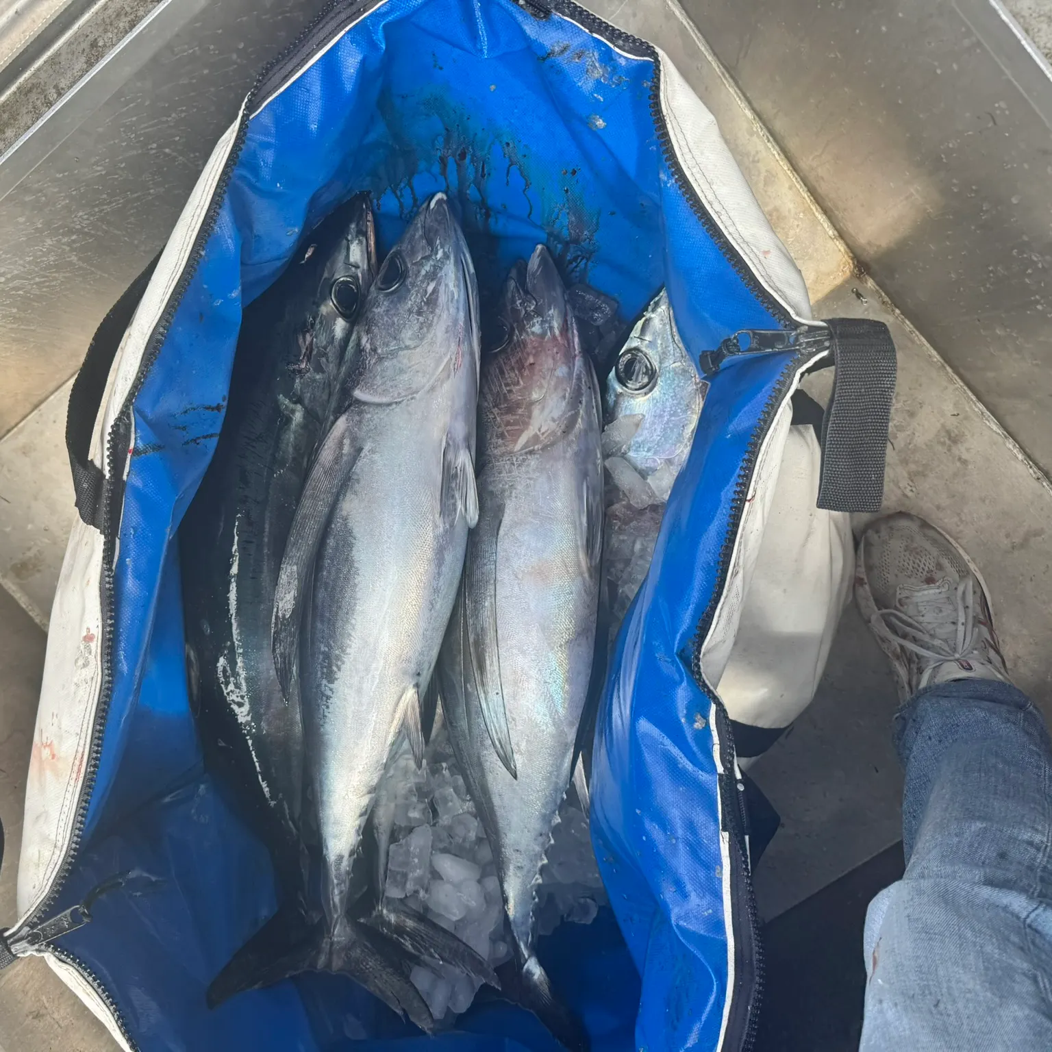The most recent Albacore catches on Fishbrain