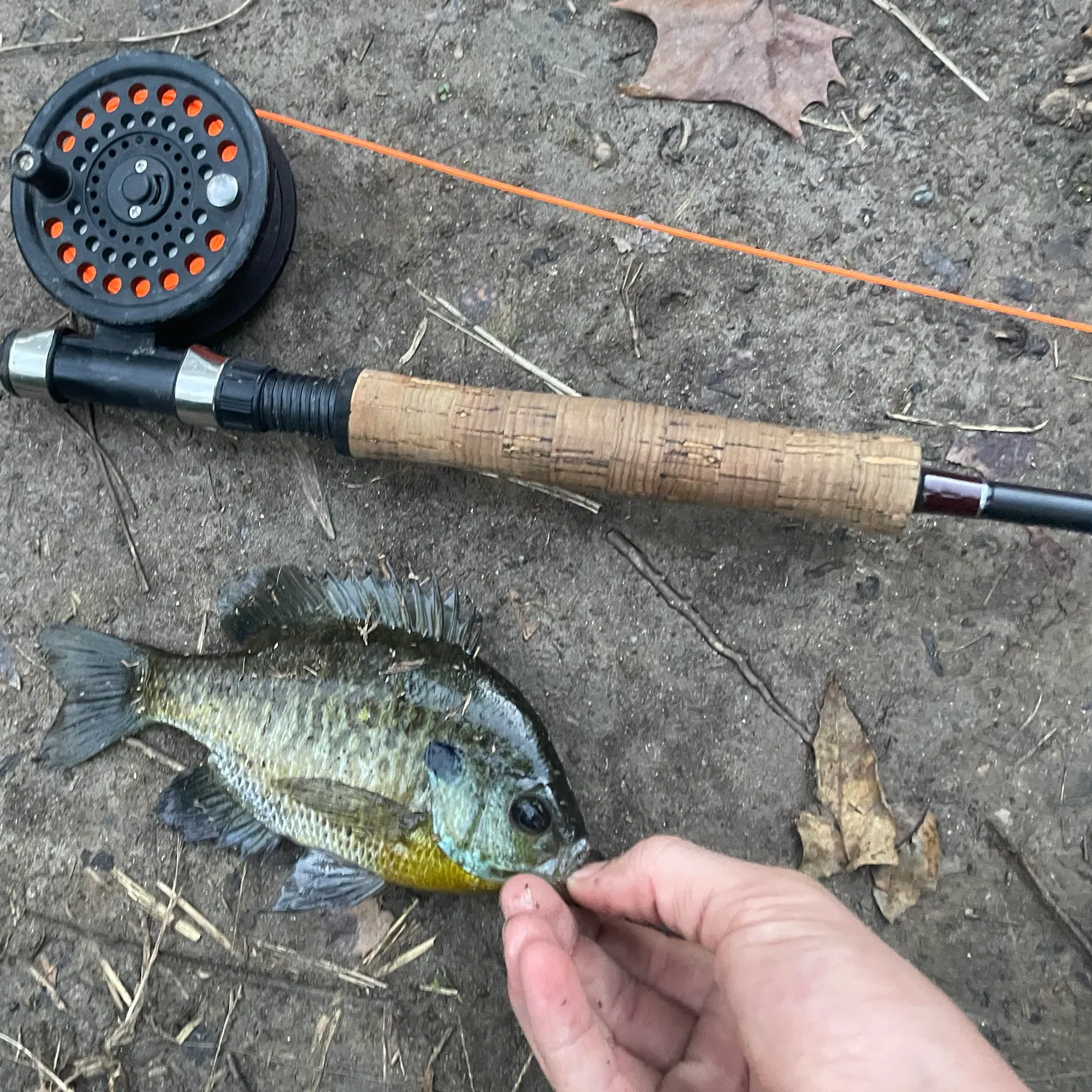Bluegill caught on Fishbrain