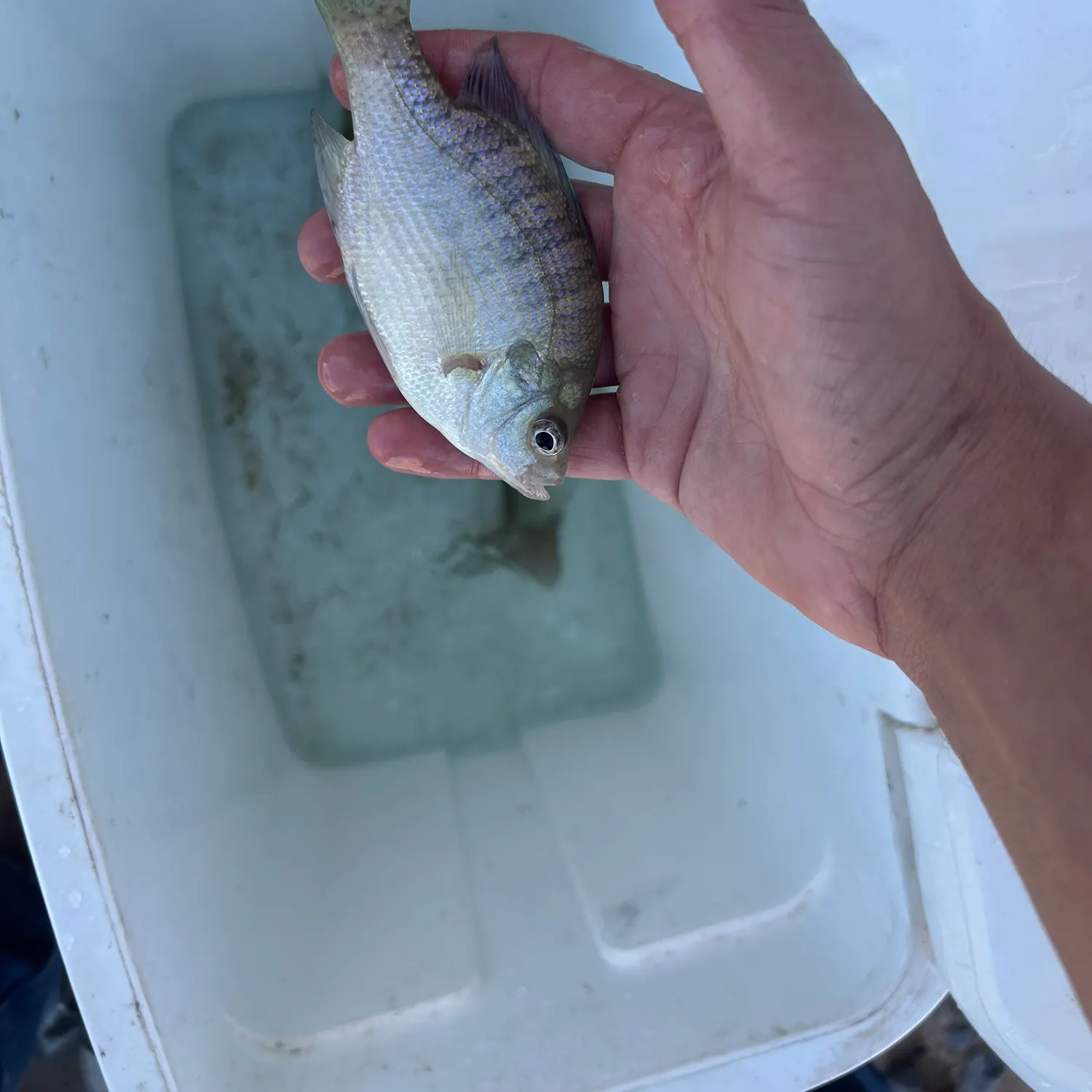 Bluegill caught on Fishbrain