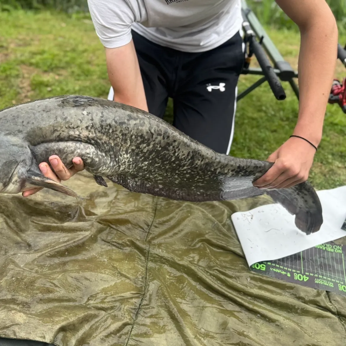 Wels catfish caught on Fishbrain