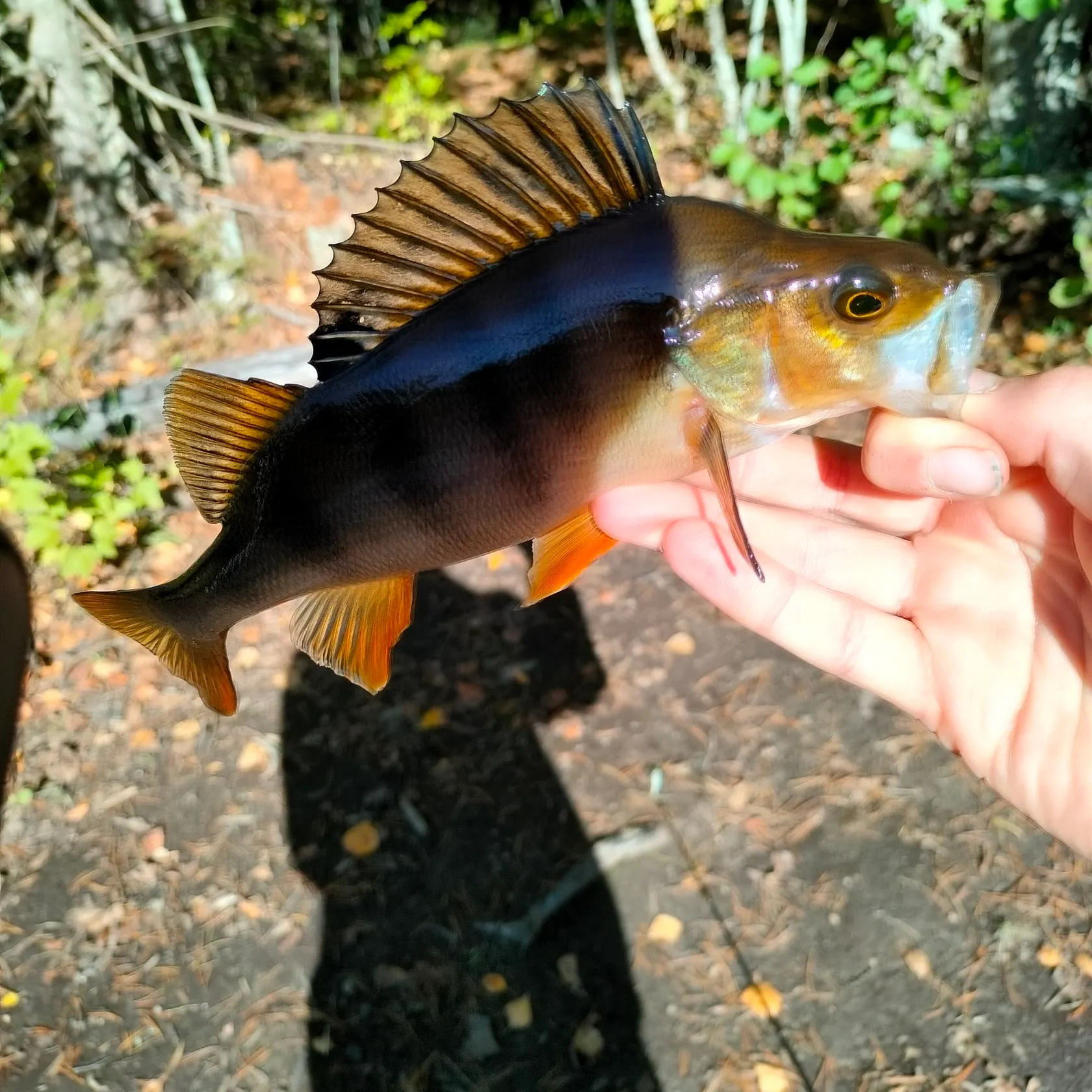 European perch caught on Fishbrain