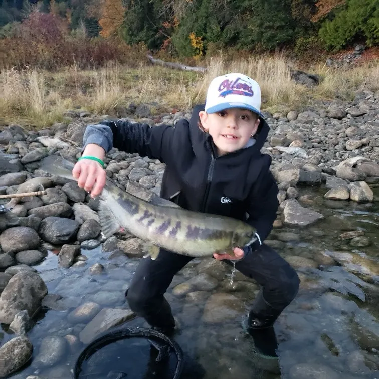 Chum salmon caught on Fishbrain