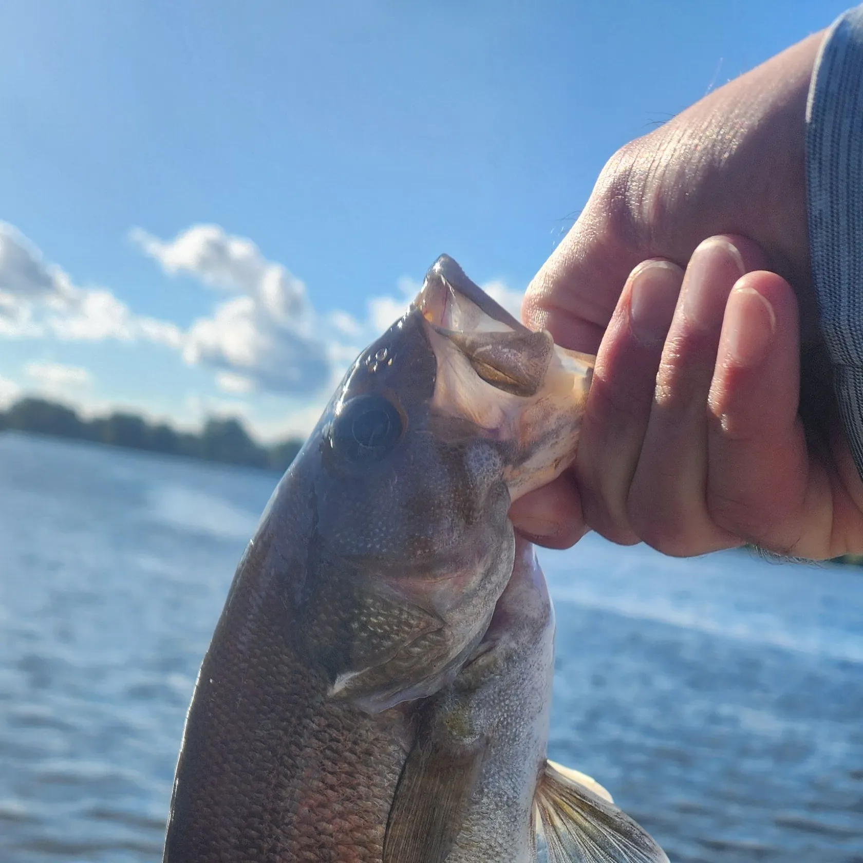 Smallmouth bass caught on Fishbrain