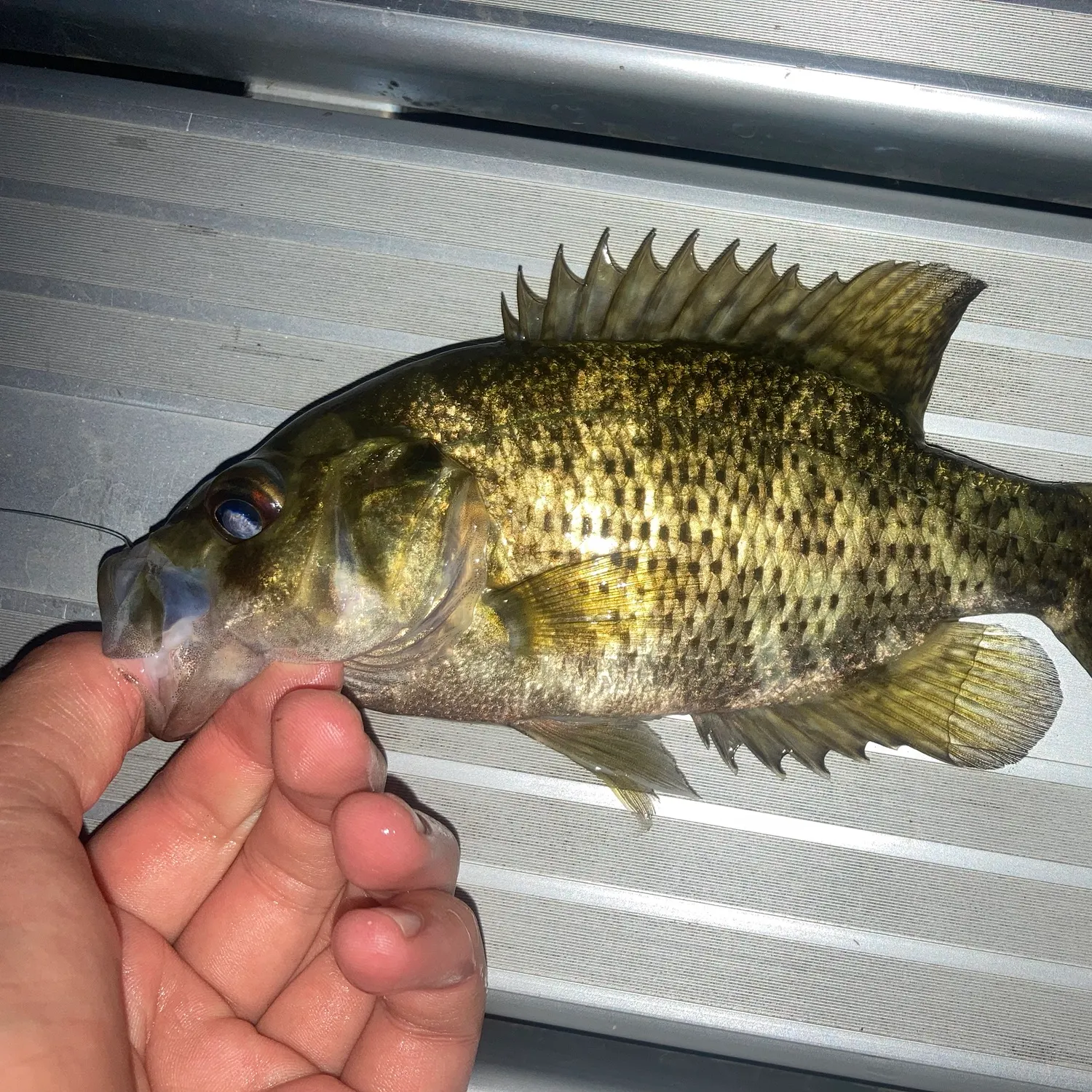 Rock bass caught on Fishbrain
