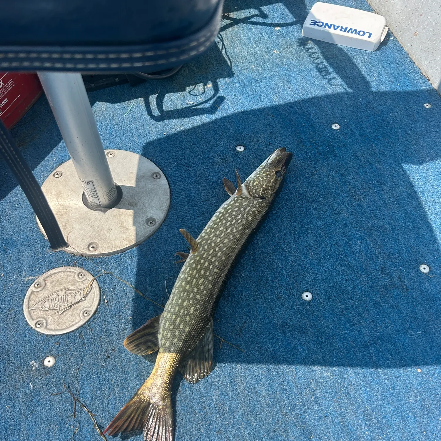 Northern pike caught on Fishbrain