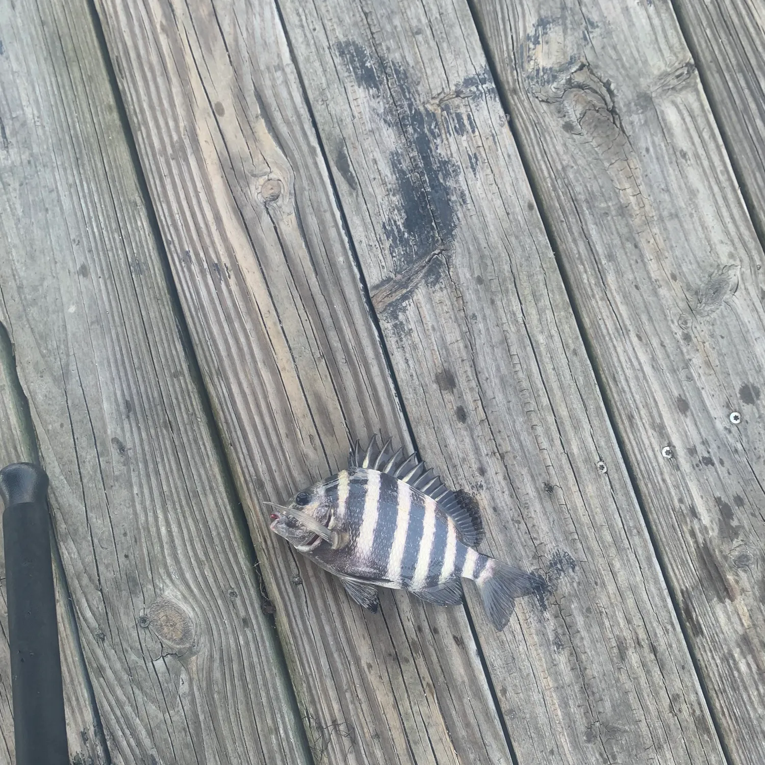 The most recent Sheepshead catches on Fishbrain