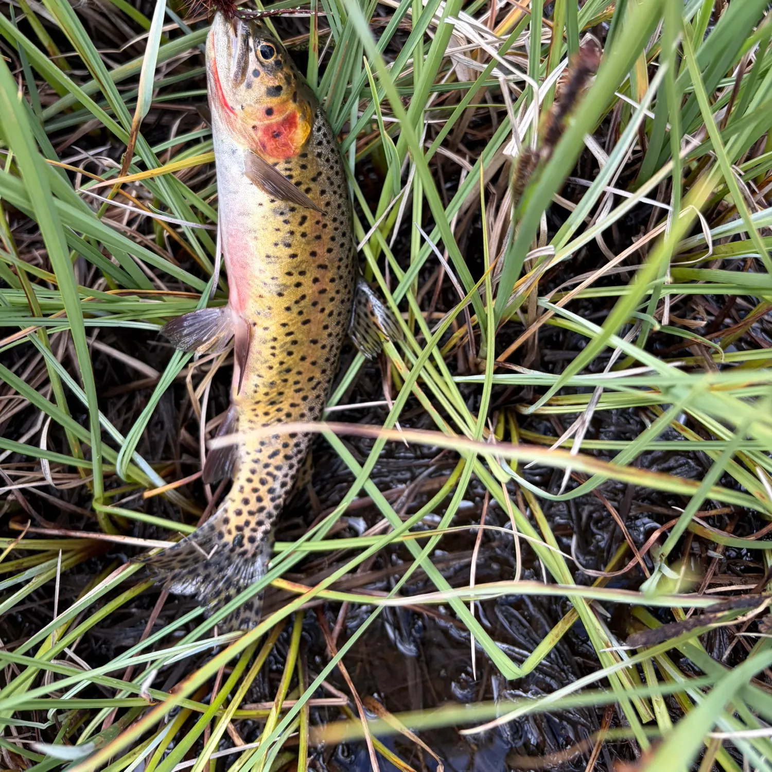 Cutthroat trout caught on Fishbrain