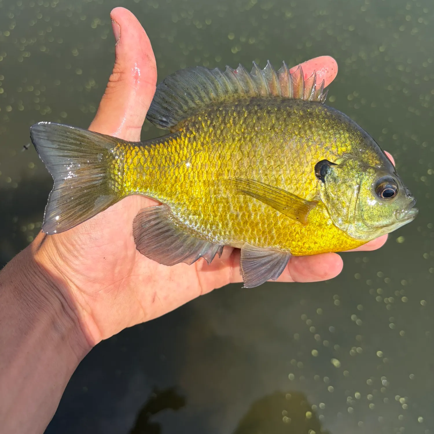 Bluegill caught on Fishbrain