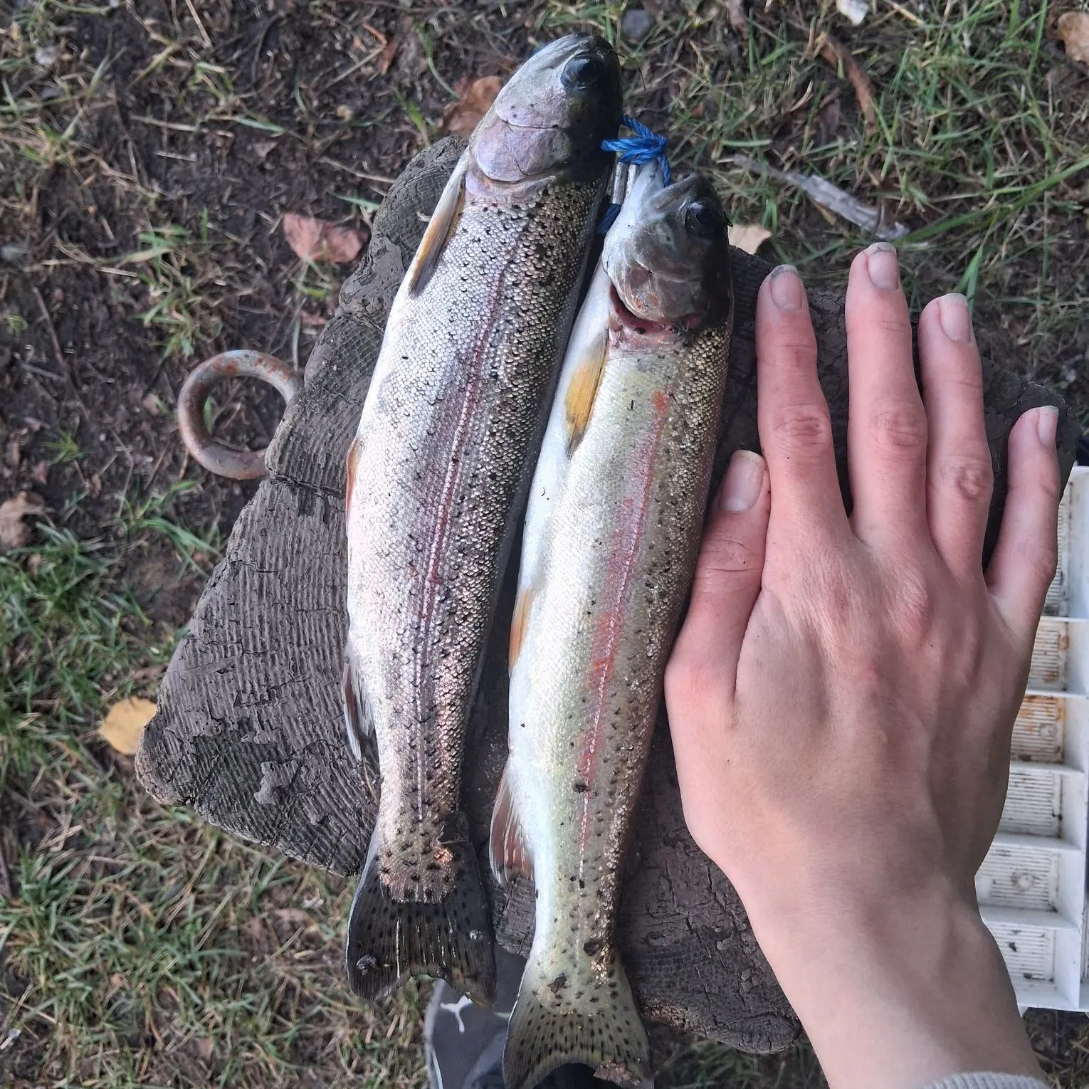 Rainbow trout caught on Fishbrain