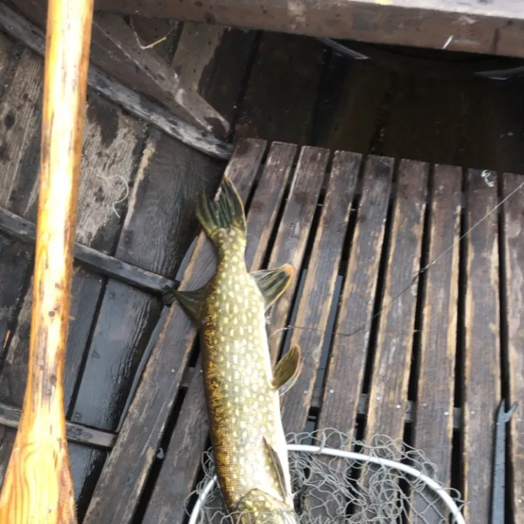 Northern pike caught on Fishbrain