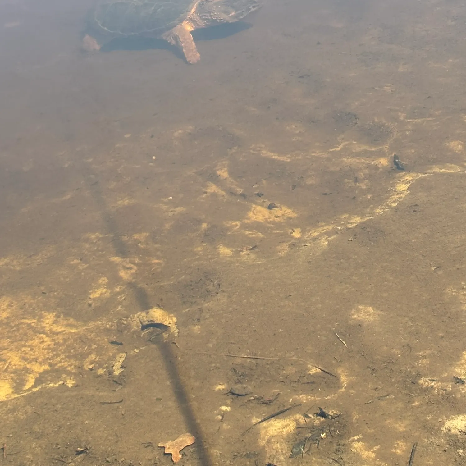 Common snapping turtle caught on Fishbrain
