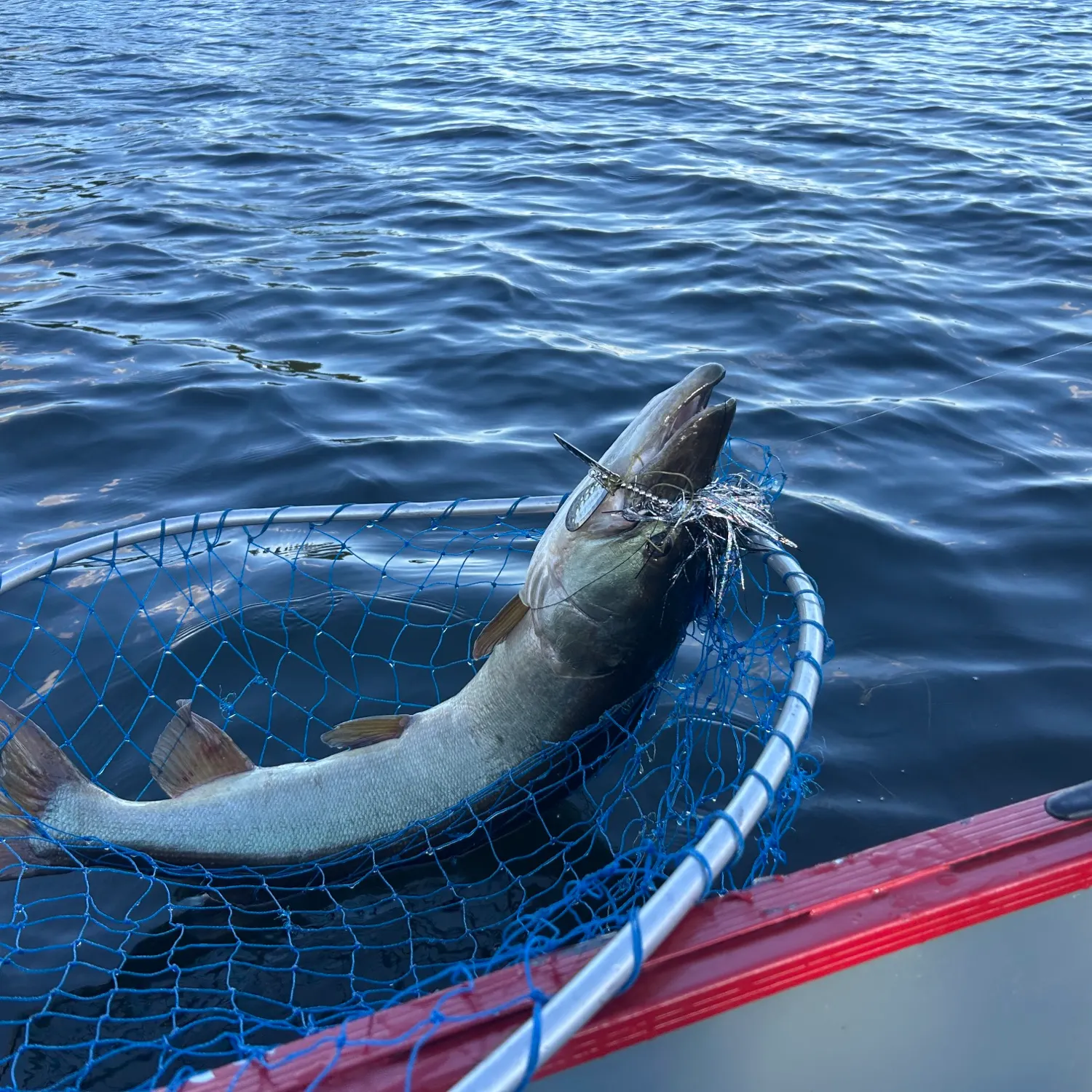 Muskie caught on Fishbrain