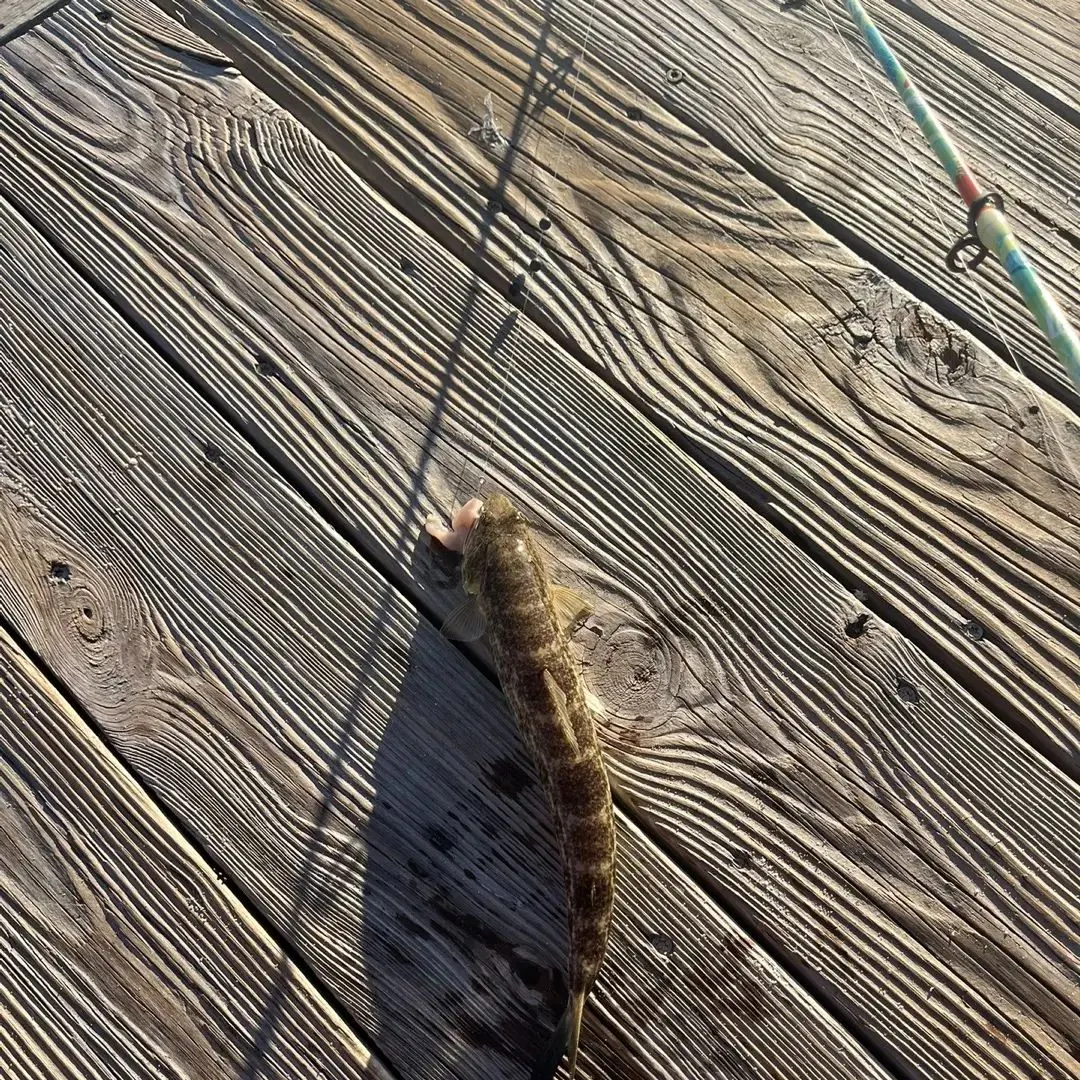 Inshore lizardfish caught on Fishbrain