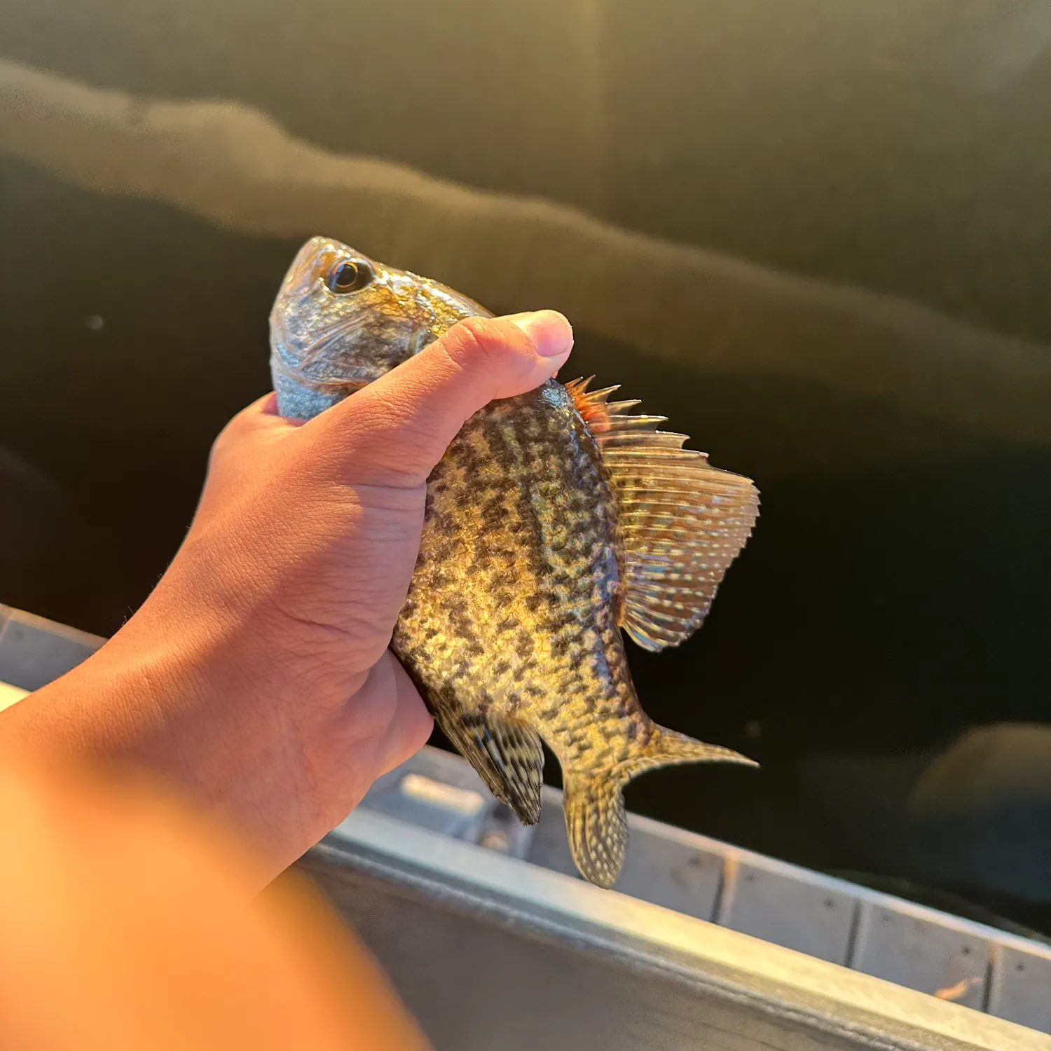 Black crappie caught on Fishbrain